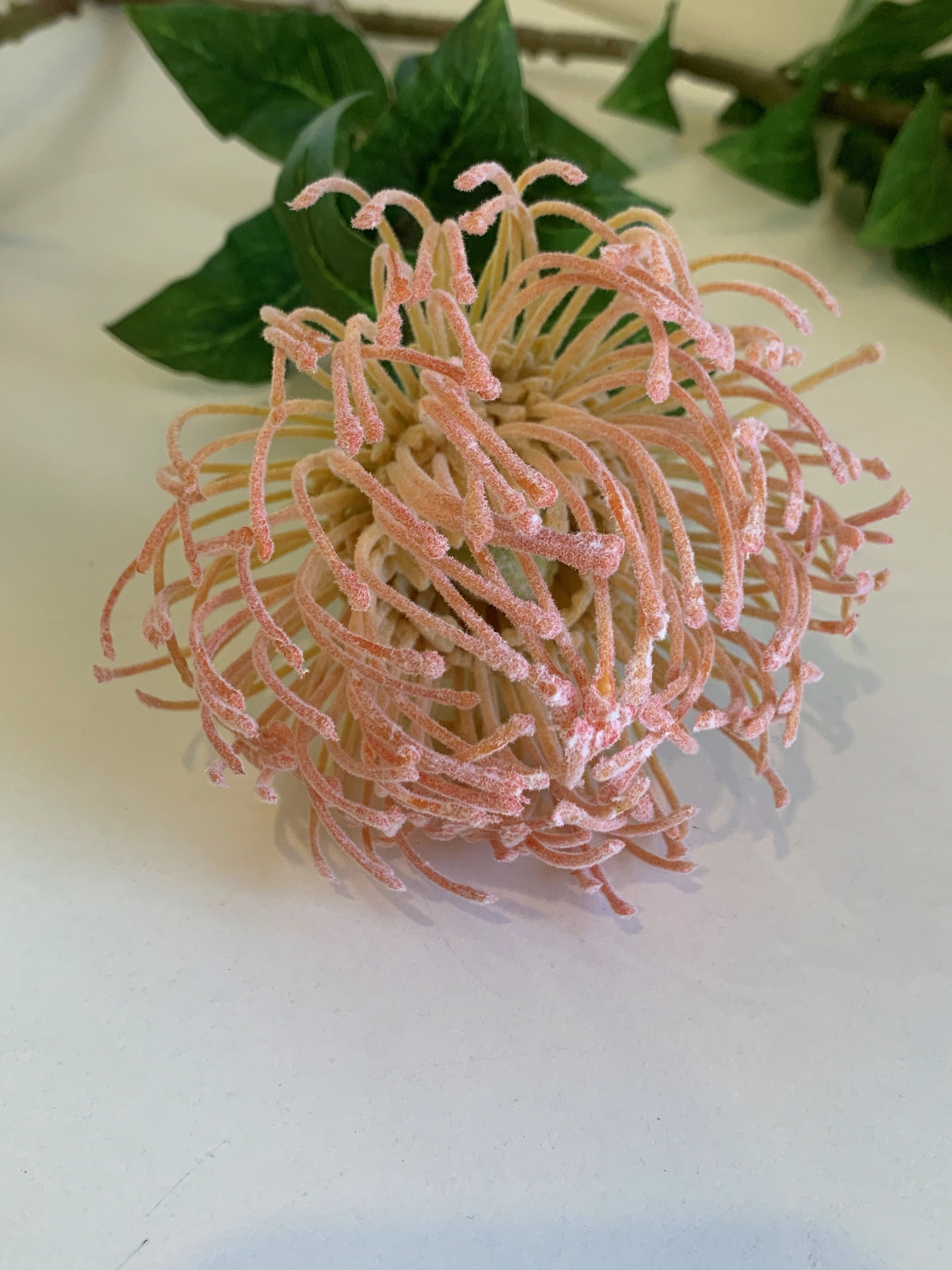 F0185 Pincushion Protea with Leaves 72cm Orange / Pink / Red