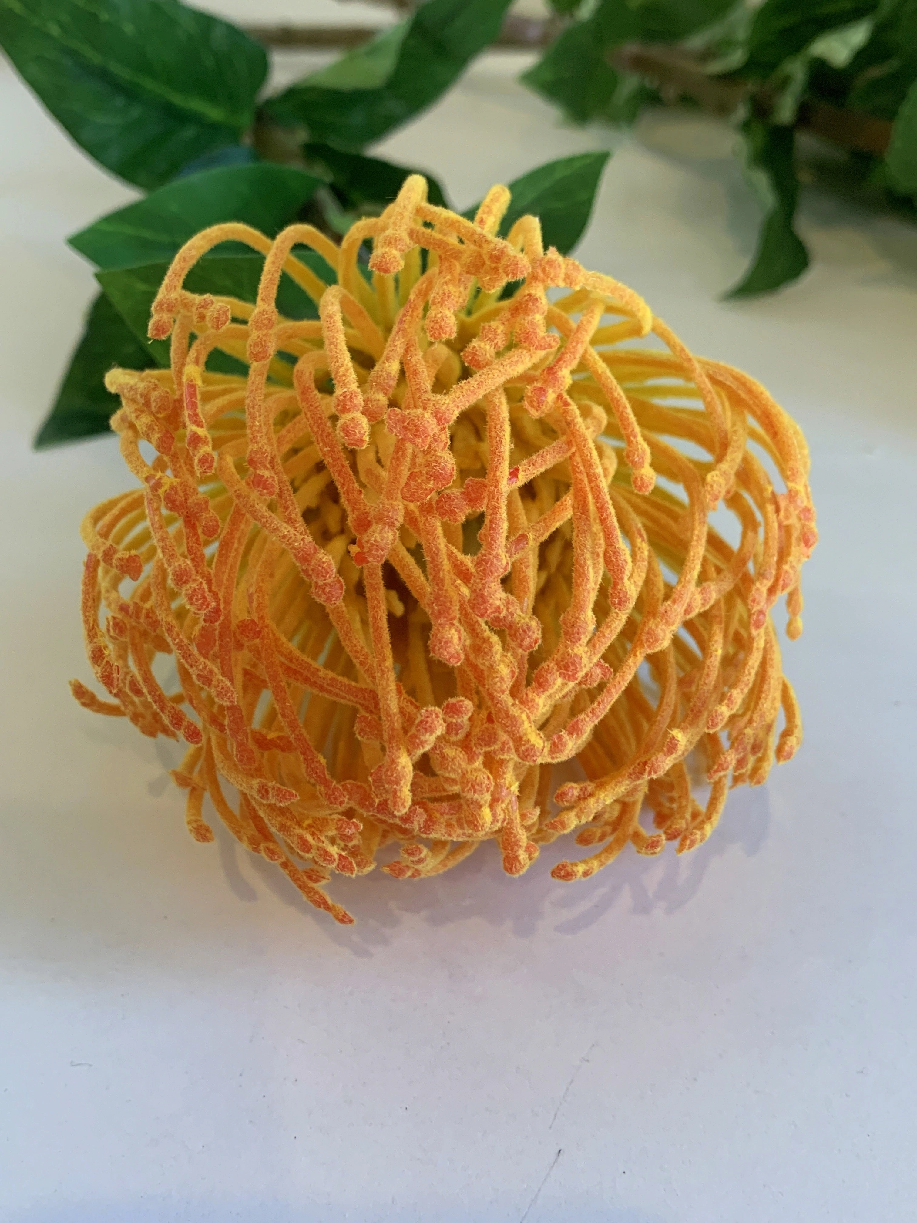 F0185 Pincushion Protea with Leaves 72cm Orange / Pink / Red