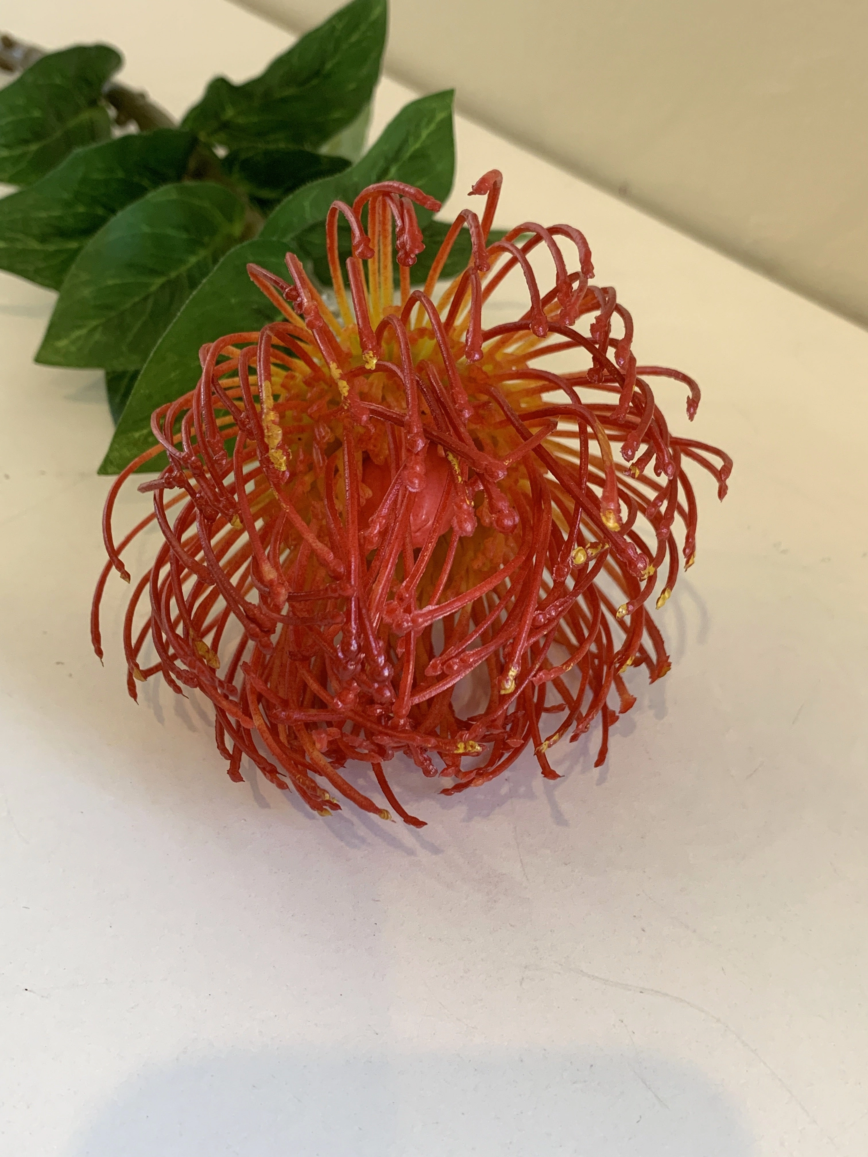 F0185 Pincushion Protea with Leaves 72cm Orange / Pink / Red
