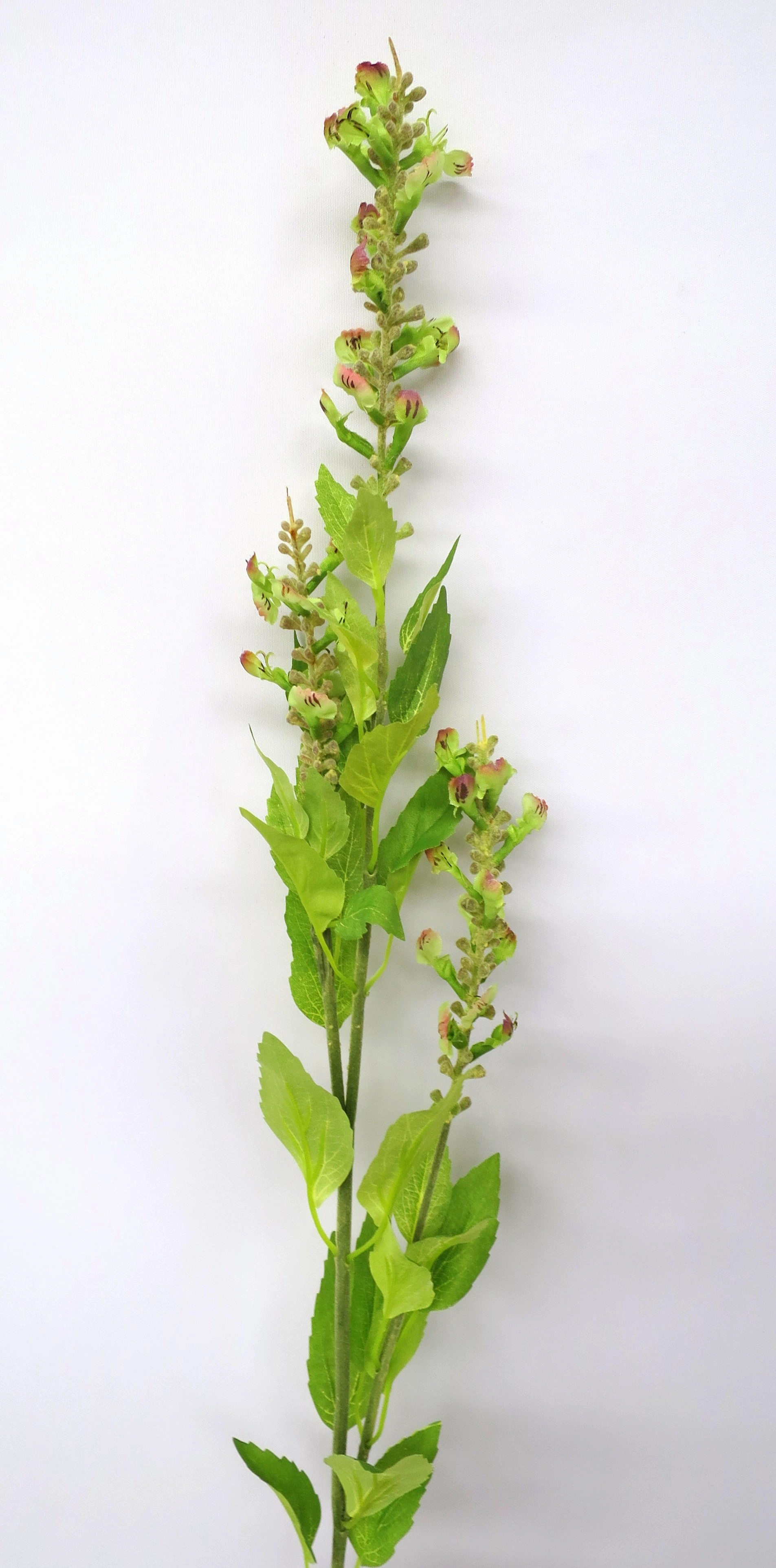 F0186 Flowering Sage Spray 90cm Lime Green