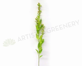 F0186 Flowering Sage Spray 90cm Lime Green xl flower pot  