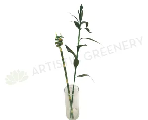 F0190A Lucky Bamboo Leaves 90cm & F0190B Spiral Lucky Bamboo 74cm dried green plant  