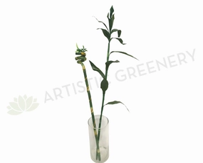 F0190A Lucky Bamboo Leaves 90cm & F0190B Spiral Lucky Bamboo 74cm indoor plant stand  