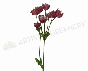 F0193 Astrantia Spray 54cm Plum outdoor greenery  