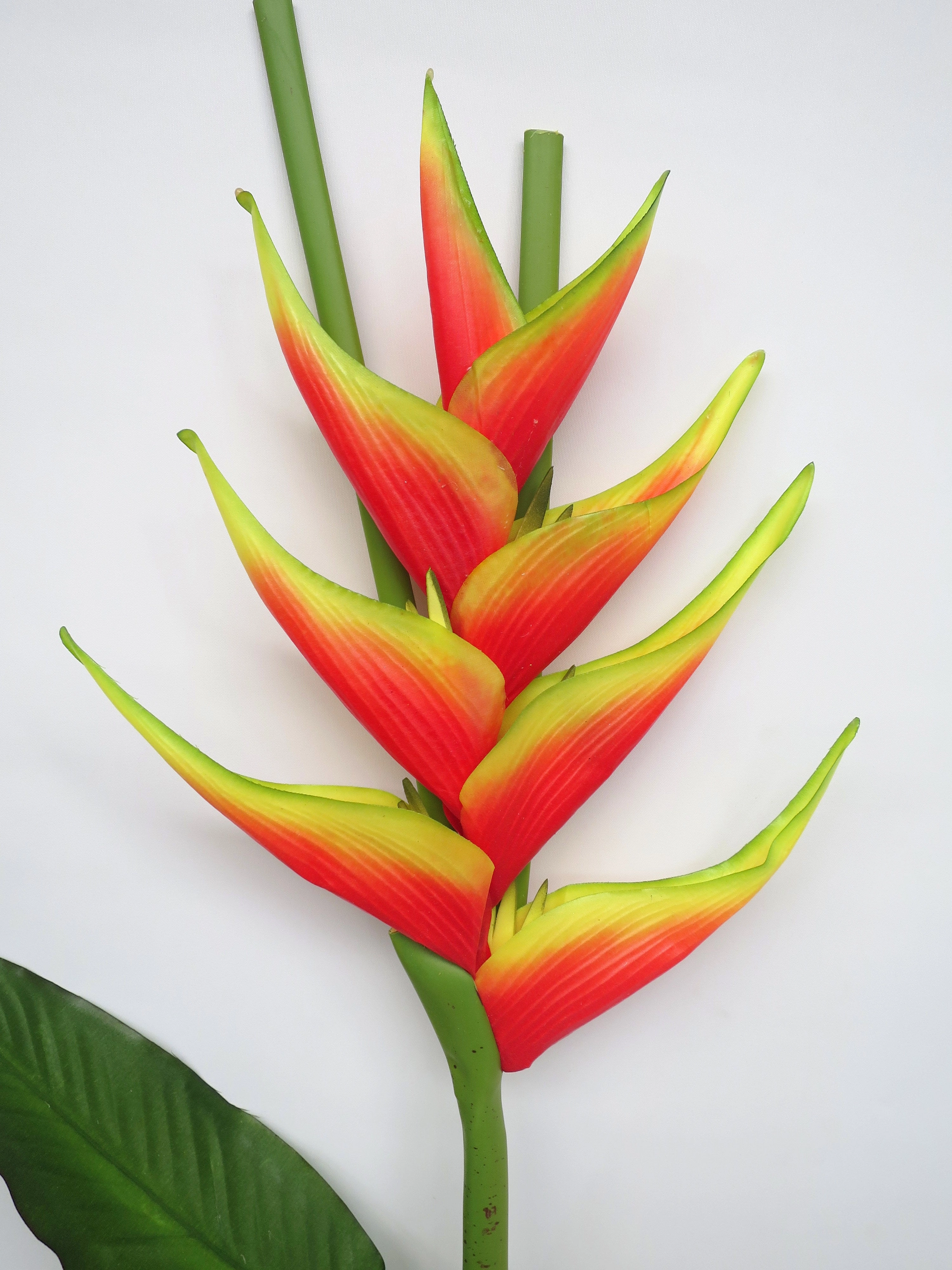 F0200 Giant Heliconia / Crab Claw Flower 96cm Flame (Tropical)