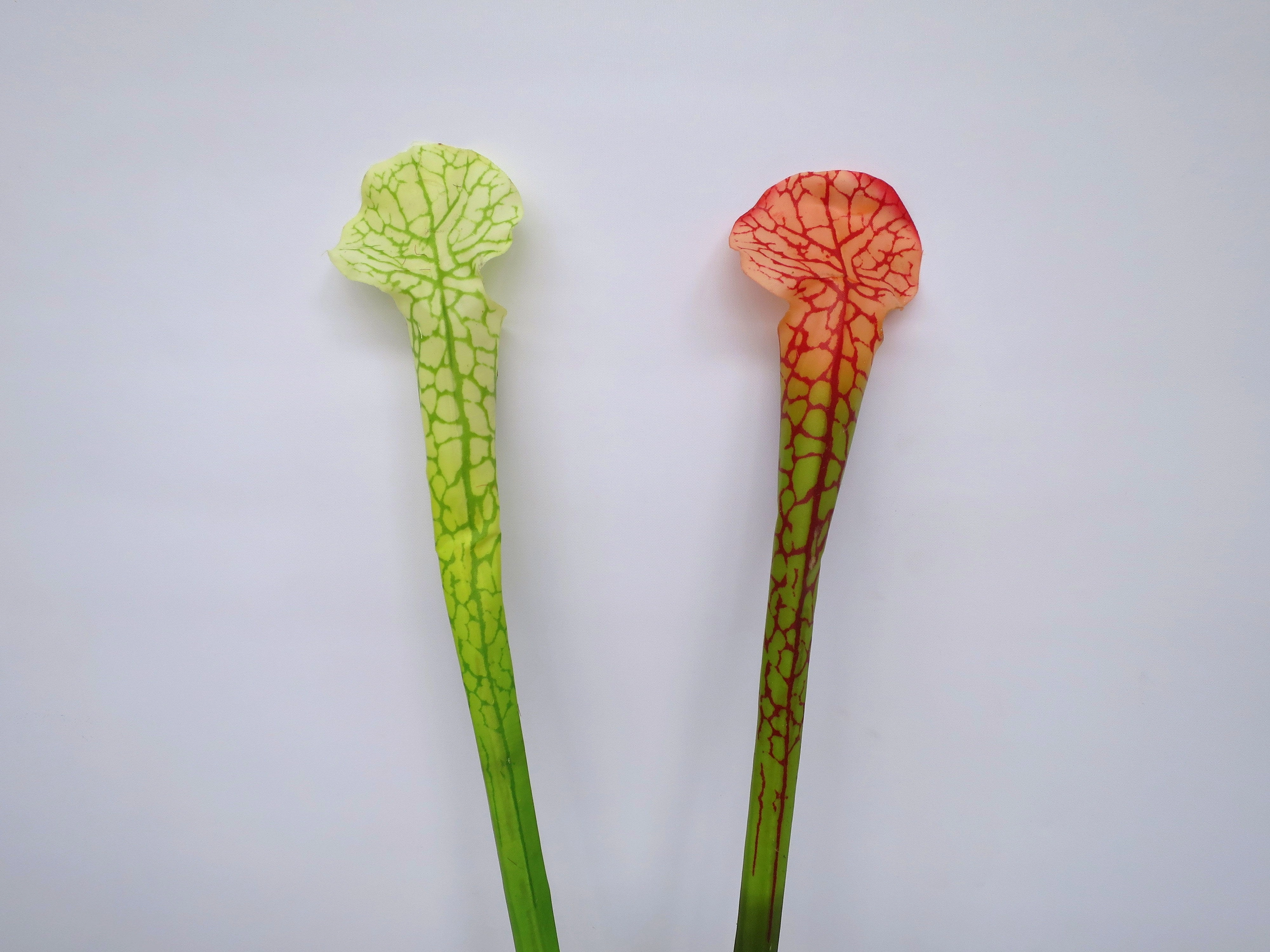 F0201 Sarracenia / Pitcher Plant Flower 82cm 2 Styles