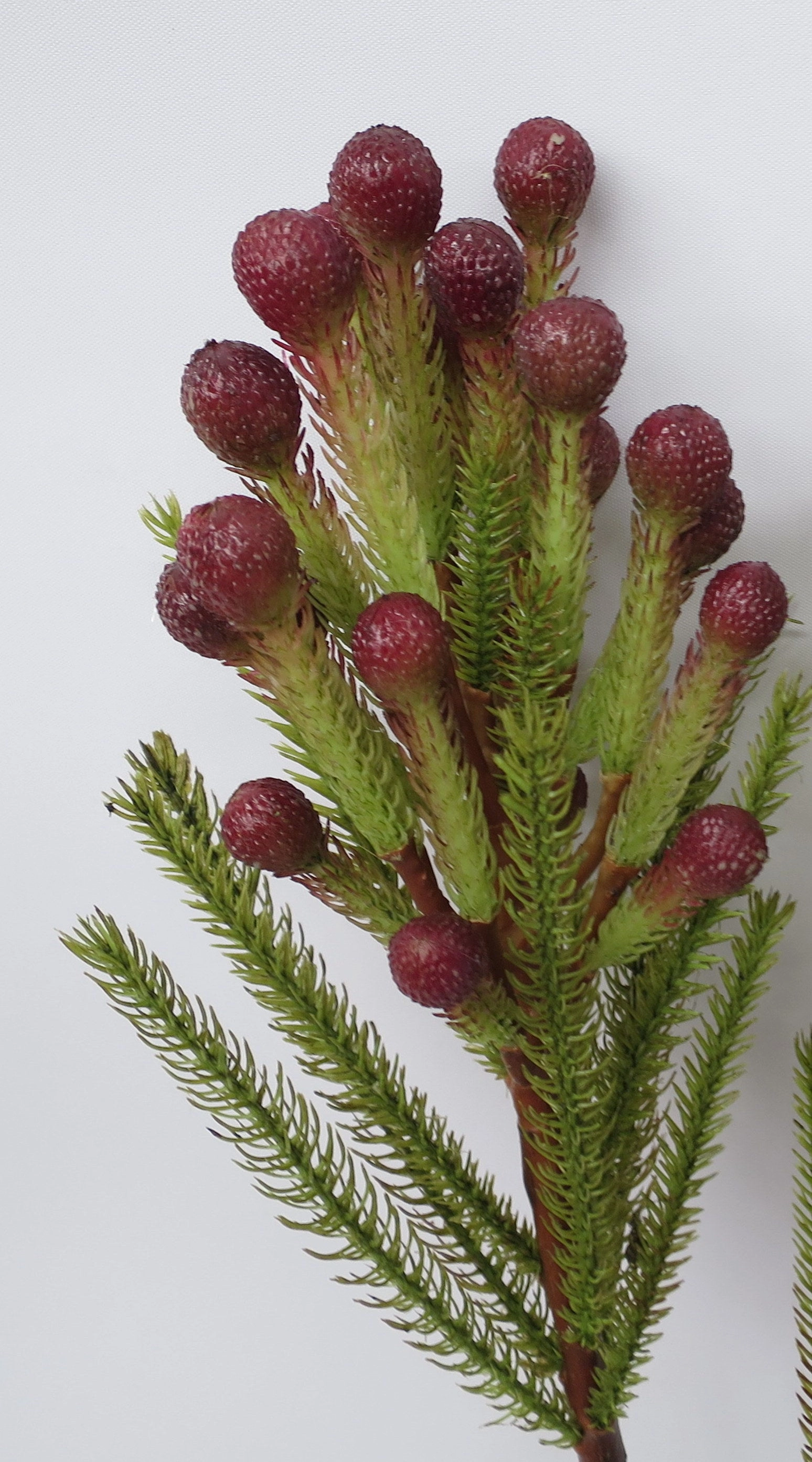 F0204 & F0205 Safari Pine Pick with Seeds /  Brunia 53-60cm 3 Styles