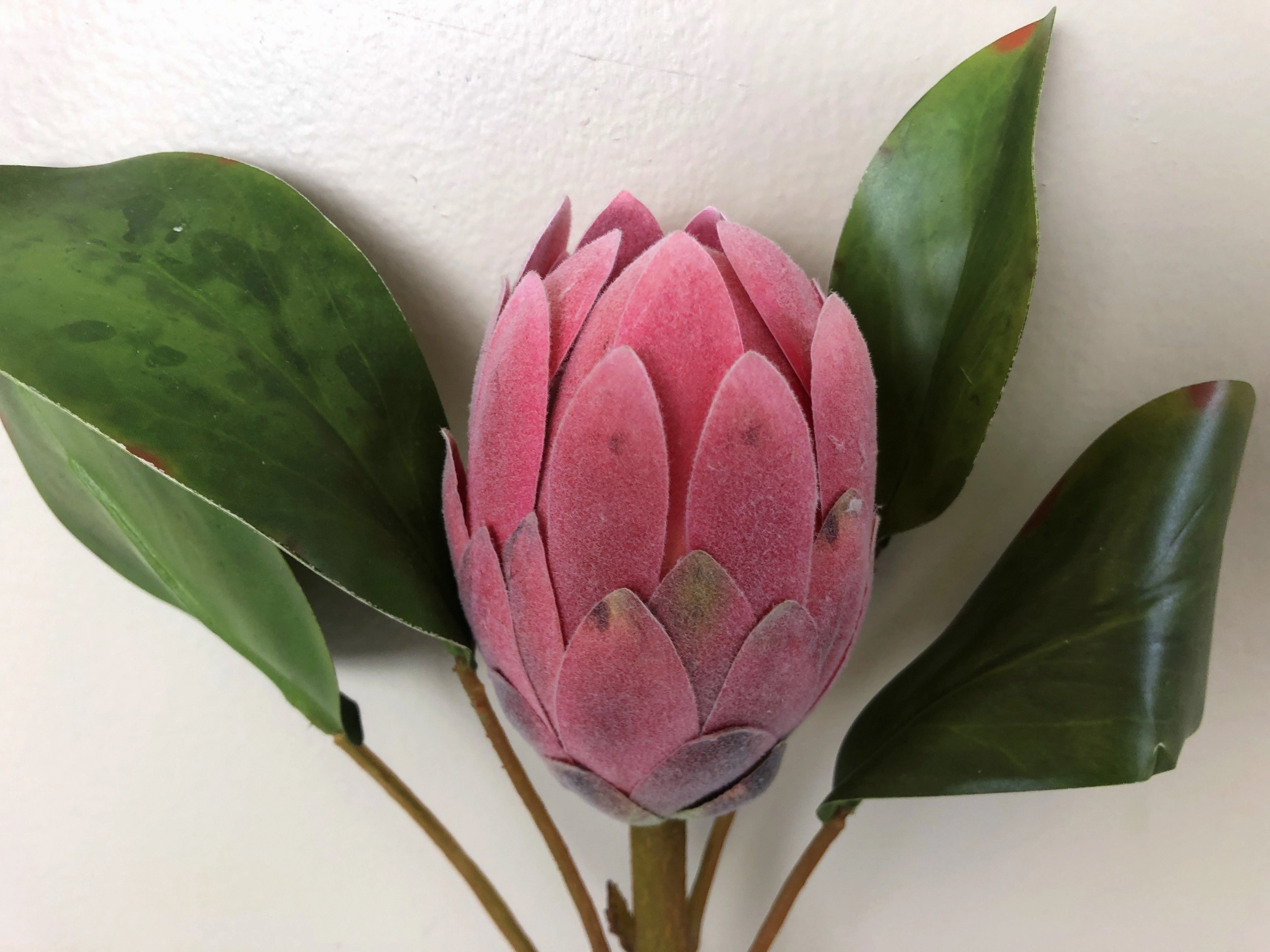F0226 Protea Half Open 2 Sizes Pink Colour