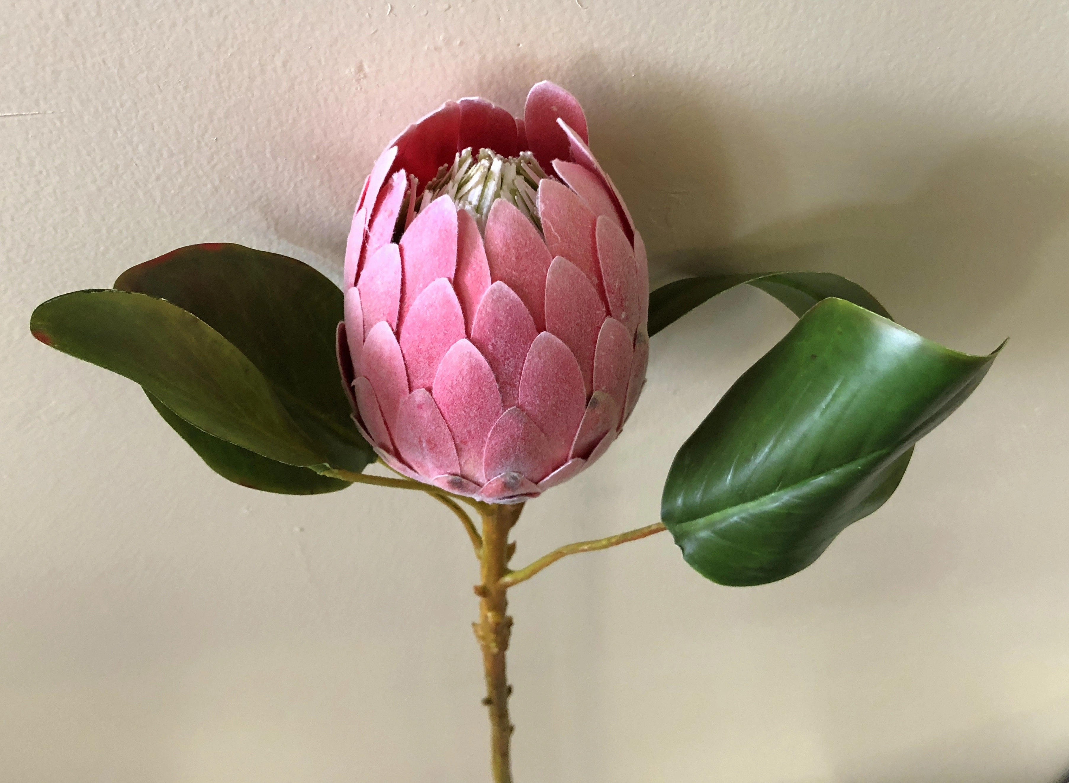 F0226 Protea Half Open 2 Sizes Pink Colour