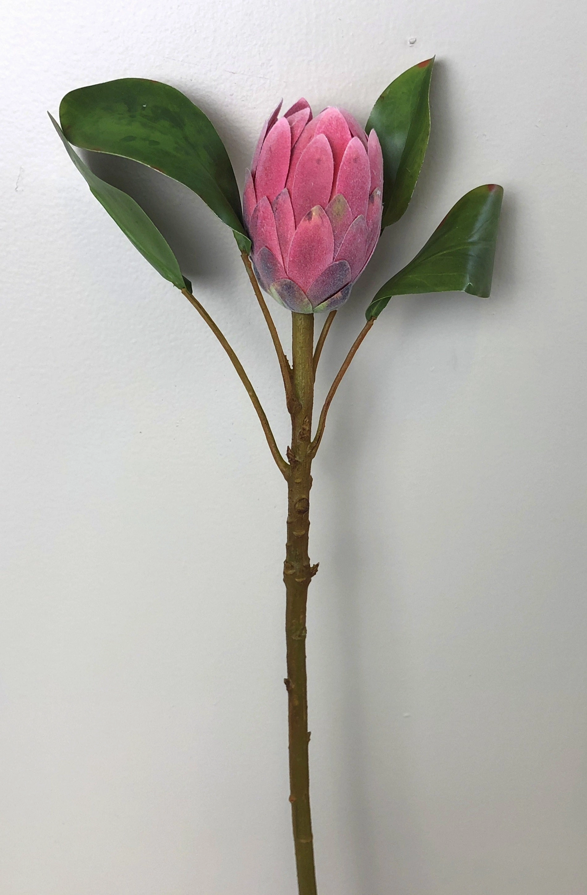 F0226 Protea Half Open 2 Sizes Pink Colour