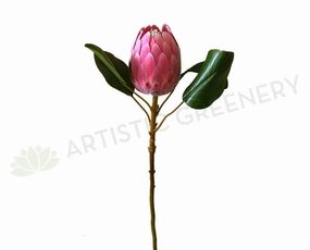 F0226 Protea Half Open 2 Sizes Pink Colour outdoor greenery  