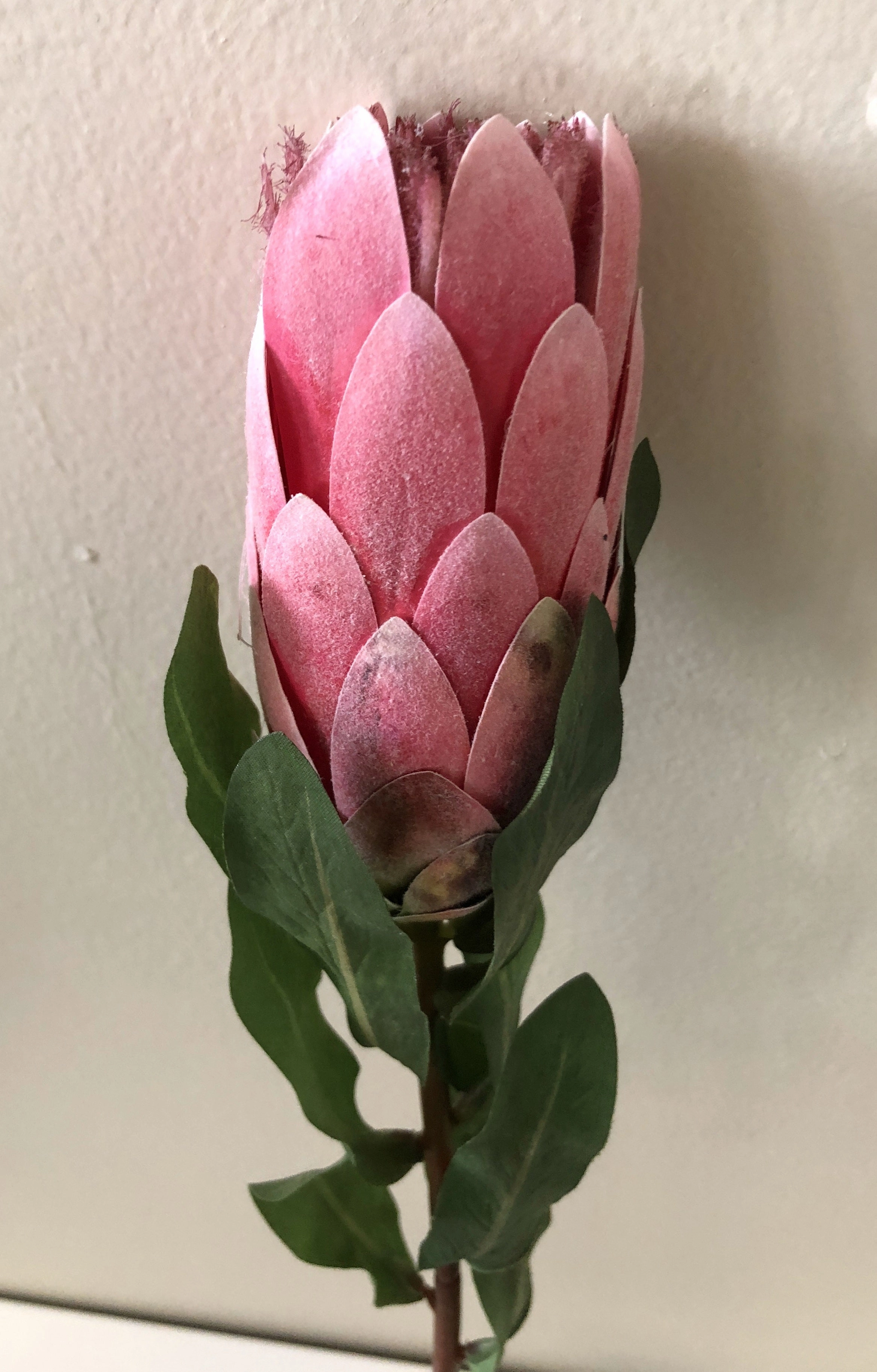 F0227 Mink Protea Bud 50cm Pink