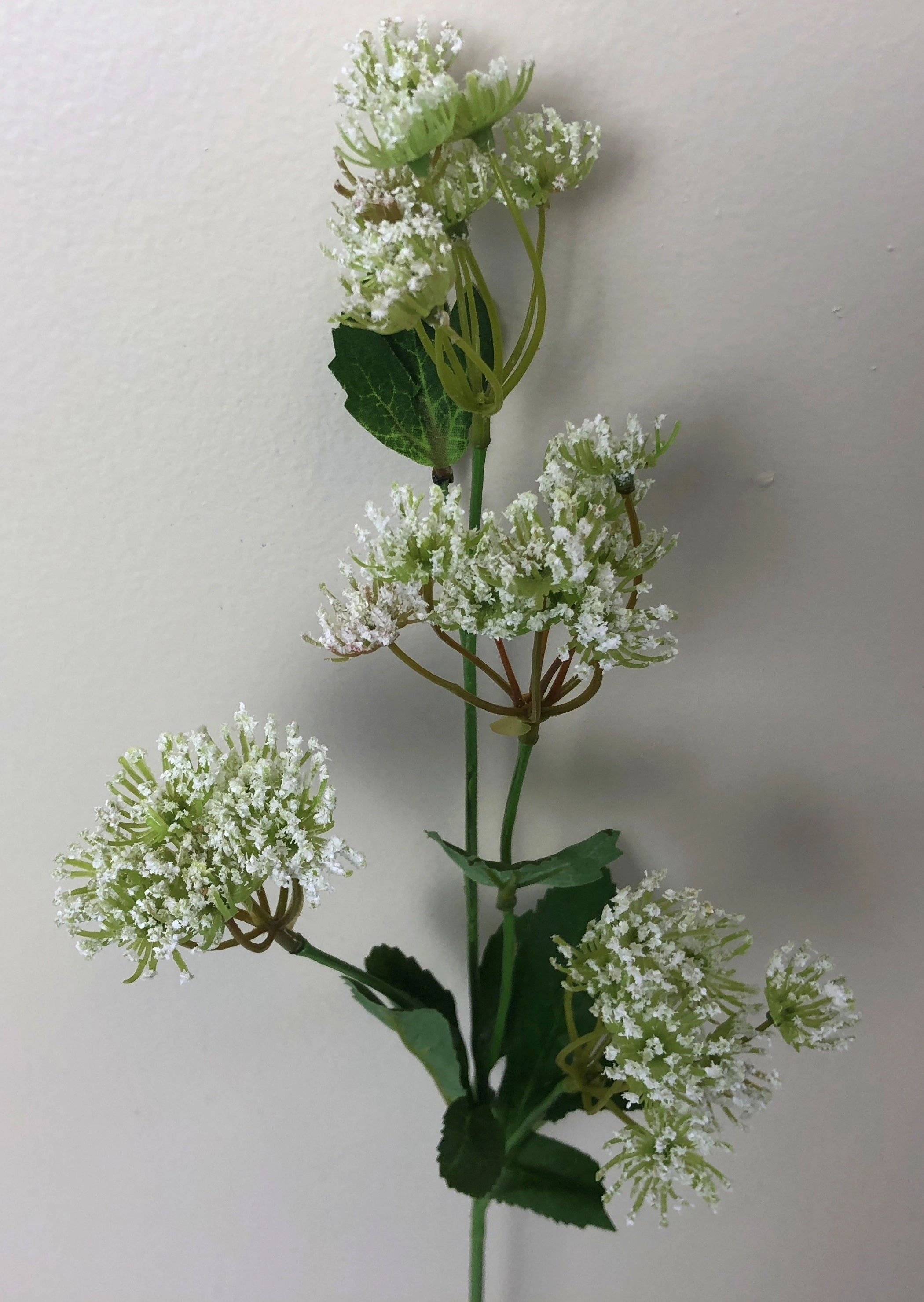 F0229 Queen Anne's Lace (Wild Carrot) 67cm
