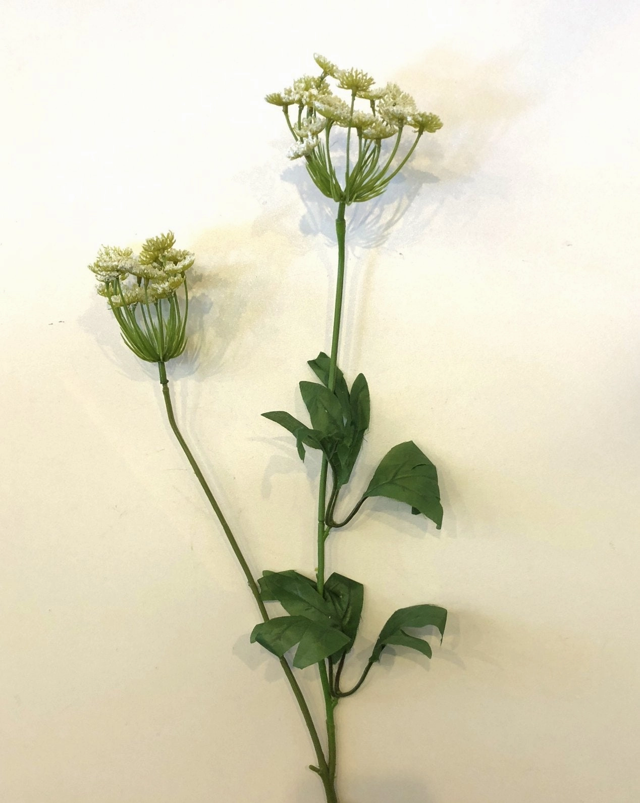 F0229 Queen Anne's Lace (Wild Carrot) 67cm