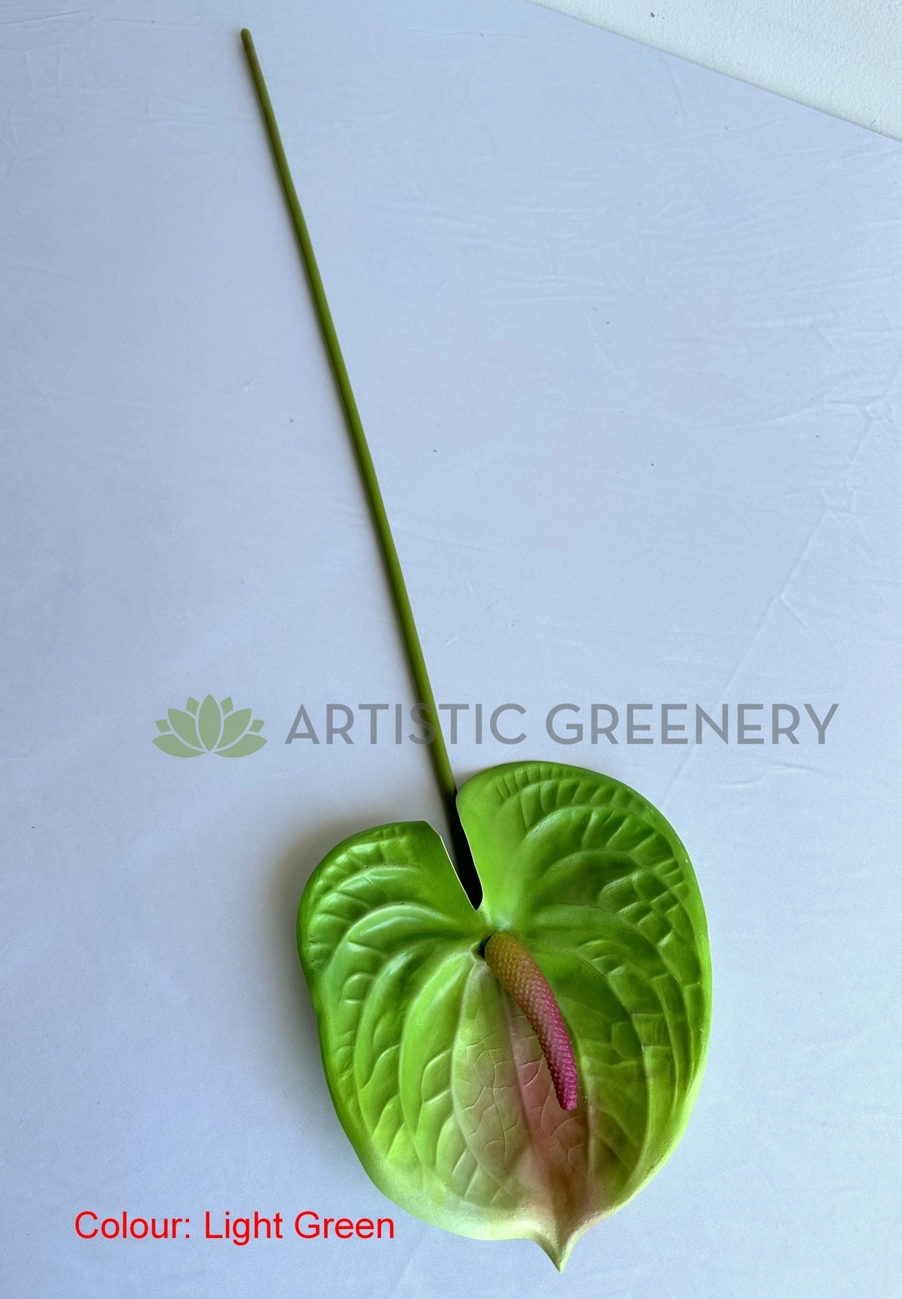 F0257L Anthurium / Flamingo Flower 63cm Large Red / Light Green / White