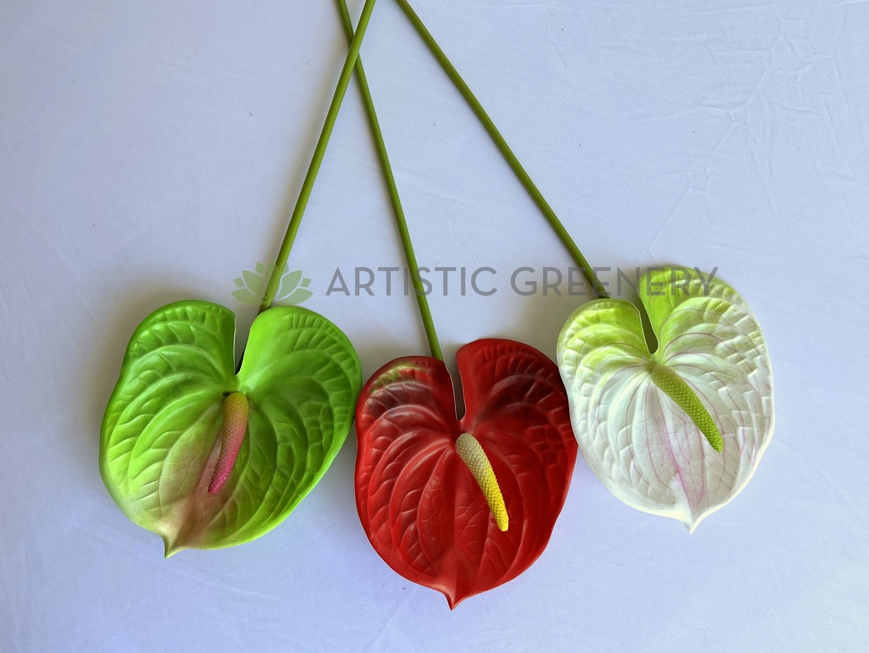 F0257L Anthurium / Flamingo Flower 63cm Large Red / Light Green / White