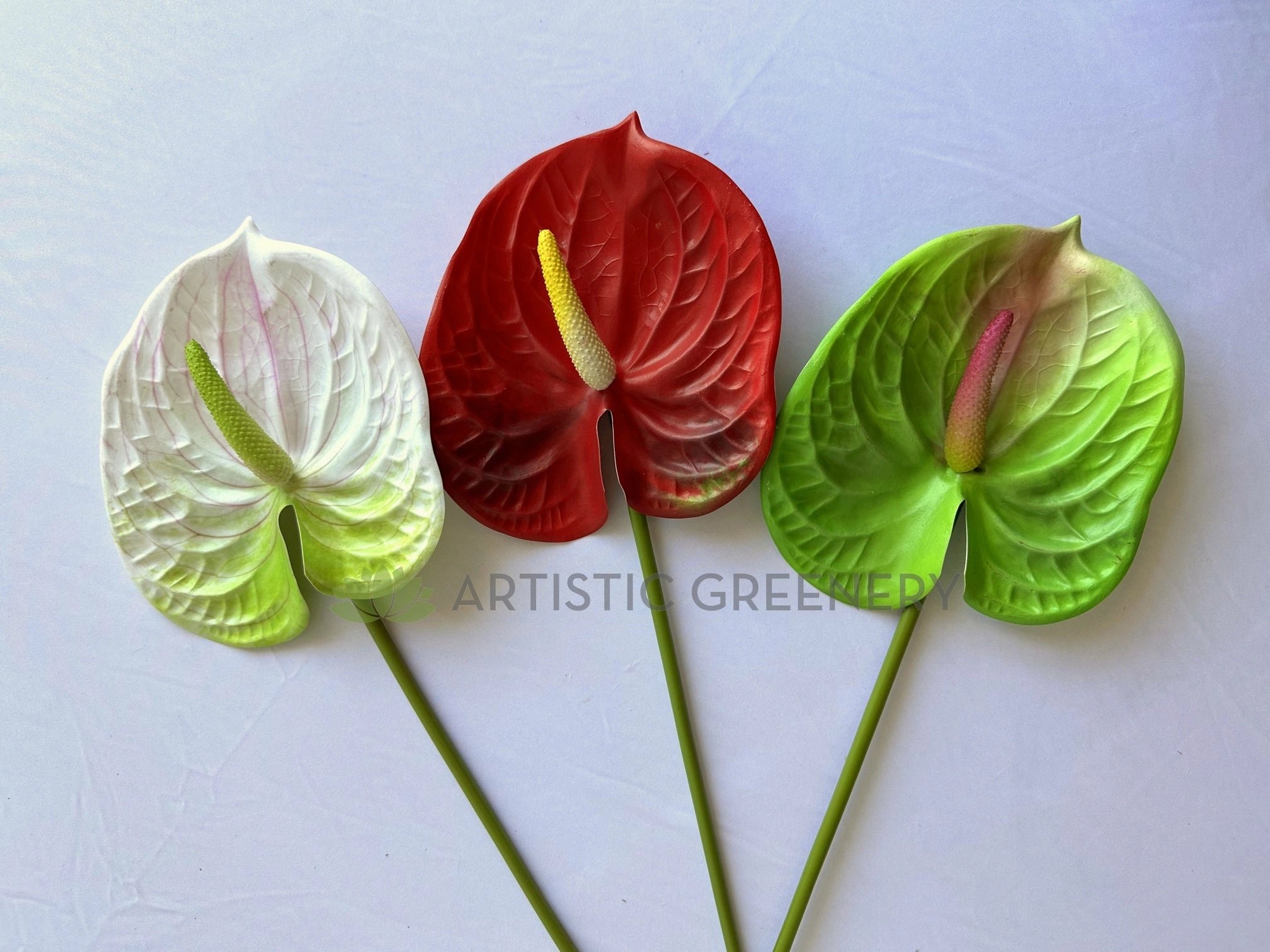 F0257L Anthurium / Flamingo Flower 63cm Large Red / Light Green / White