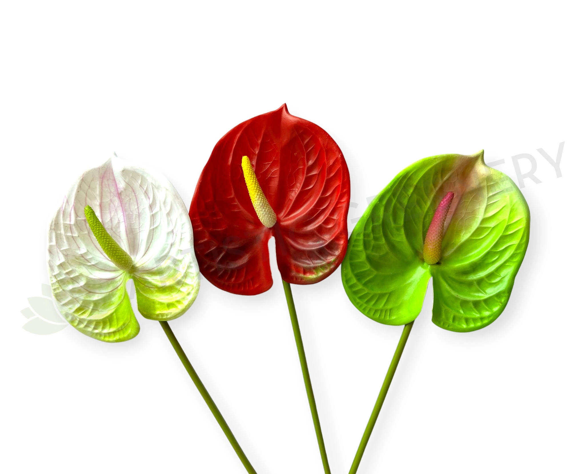 F0257L Anthurium / Flamingo Flower 63cm Large Red / Light Green / White outdoor greenery  