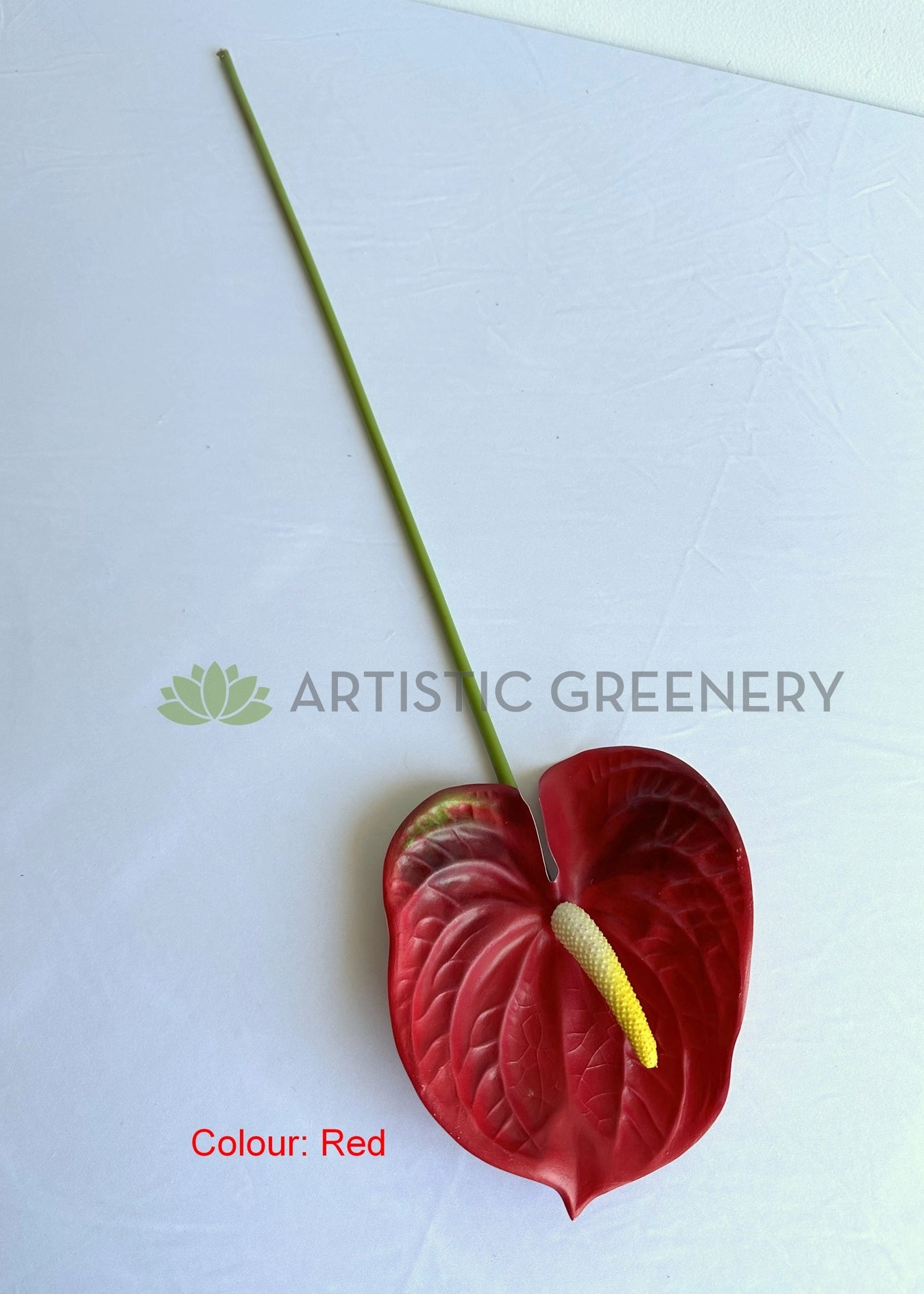F0257L Anthurium / Flamingo Flower 63cm Large Red / Light Green / White