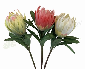 F0278 Protea Obtusifolia 75cm 3 Light Green / Red / White outdoor greenery  
