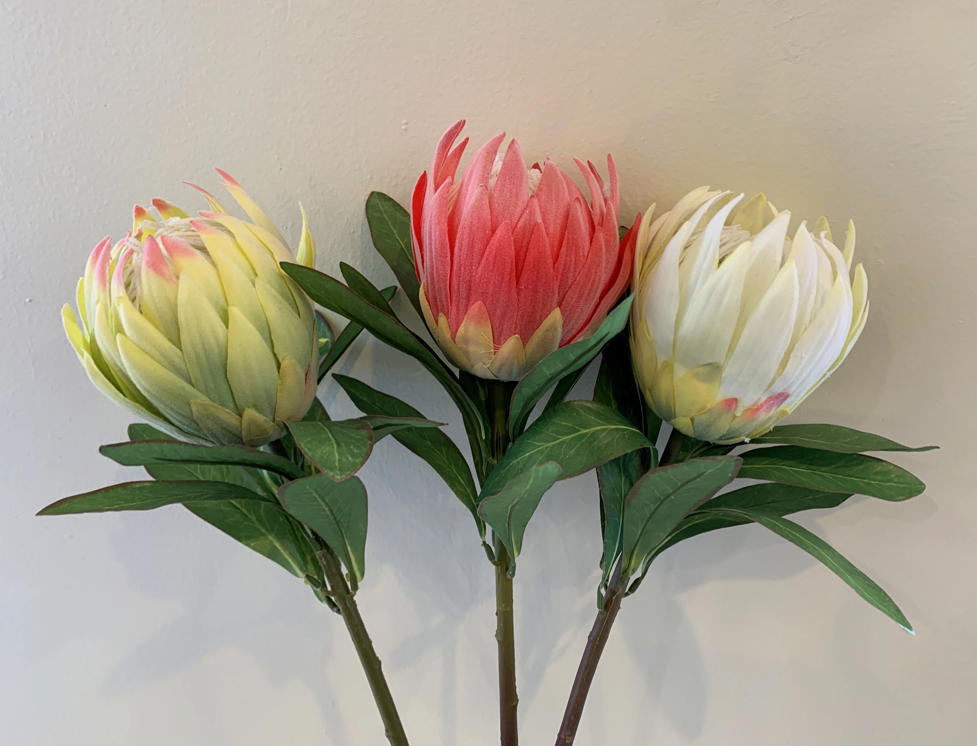 F0278 Protea Obtusifolia 75cm 3 Light Green / Red / White