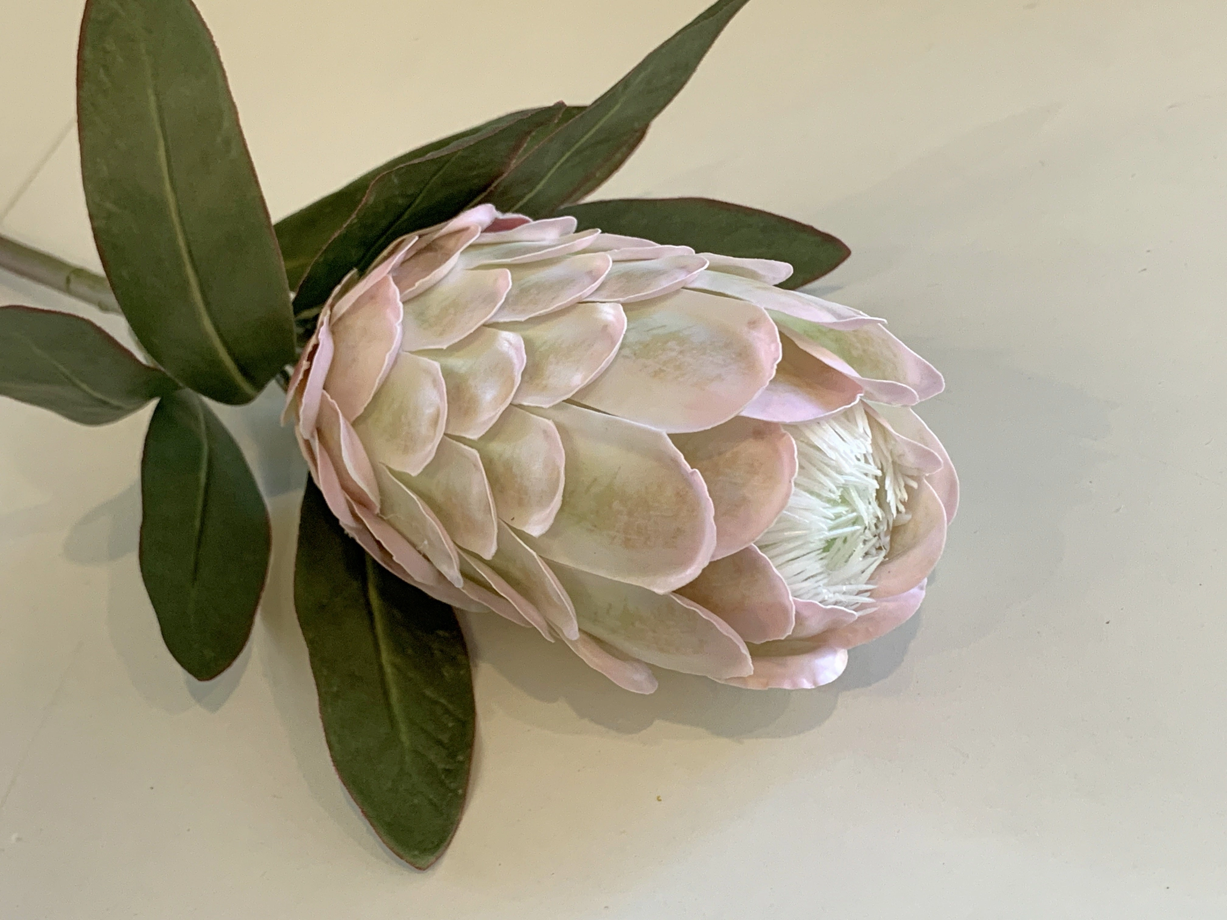 F0279 Protea Neriifolia 74cm Light Pink