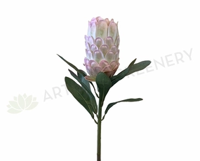 F0279 Protea Neriifolia 74cm Light Pink outdoor greenery  