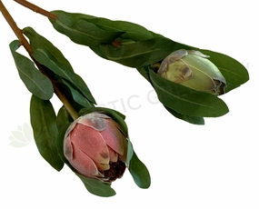 F0287 Small Protea Bud 46cm Pink / Green outdoor greenery  