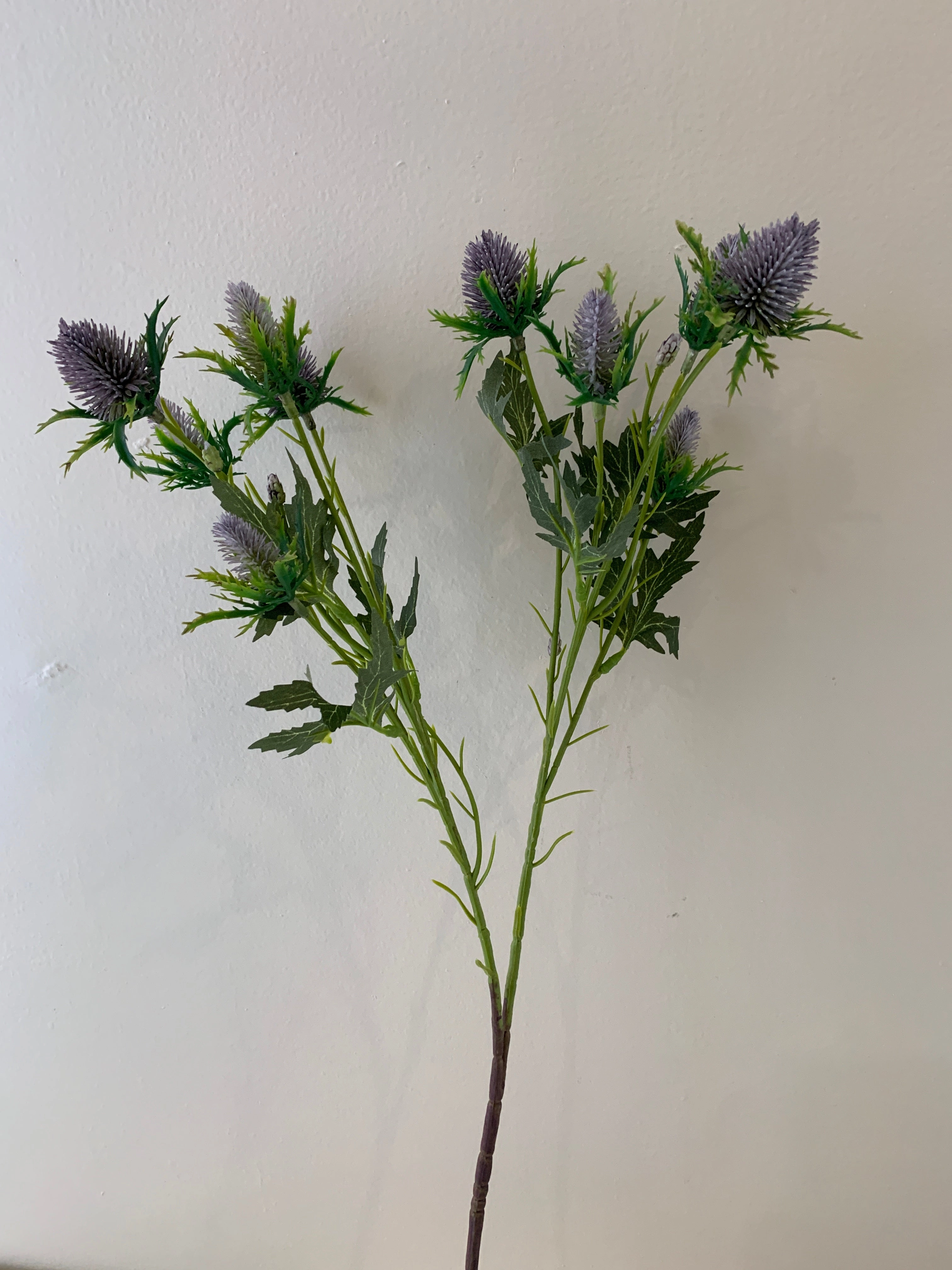 F0292 F0294 F0295 Eryngium Thistles / Sea Holly 61-68cm Purple
