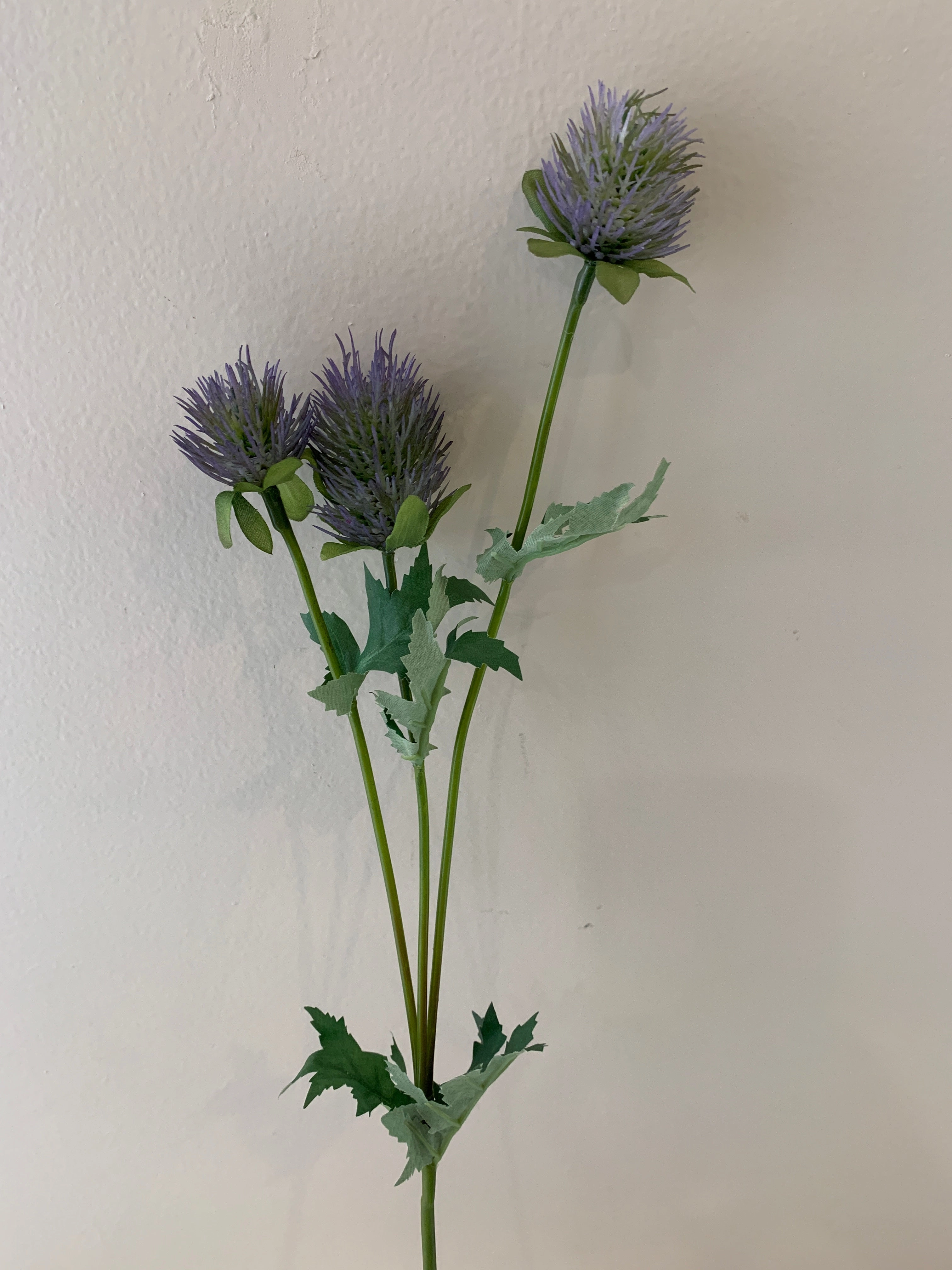 F0292 F0294 F0295 Eryngium Thistles / Sea Holly 61-68cm Purple