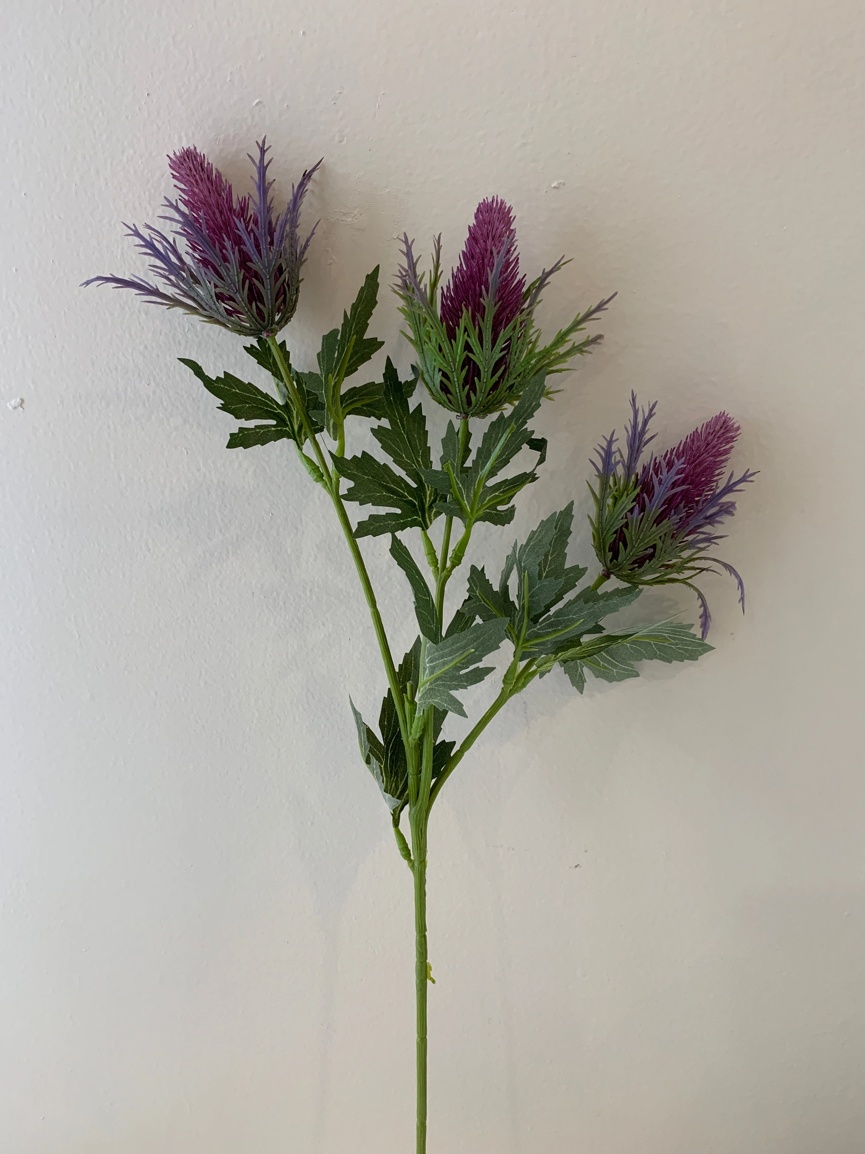 F0292 F0294 F0295 Eryngium Thistles / Sea Holly 61-68cm Purple