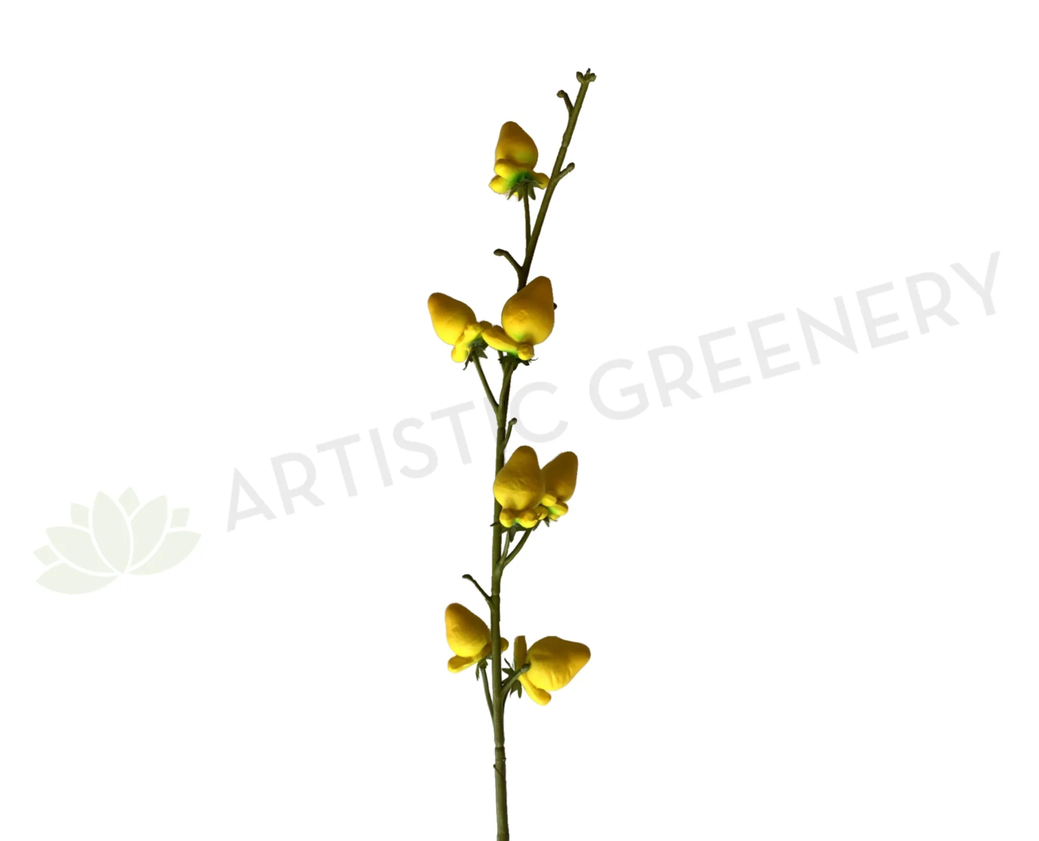 F0297 Cow's Udder Spray 81cm Yellow dried green plant  