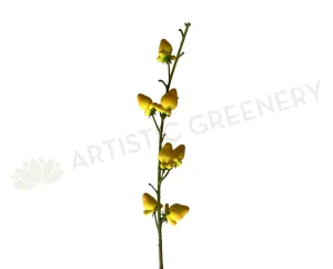F0297 Cow's Udder Spray 81cm Yellow dried green plant  