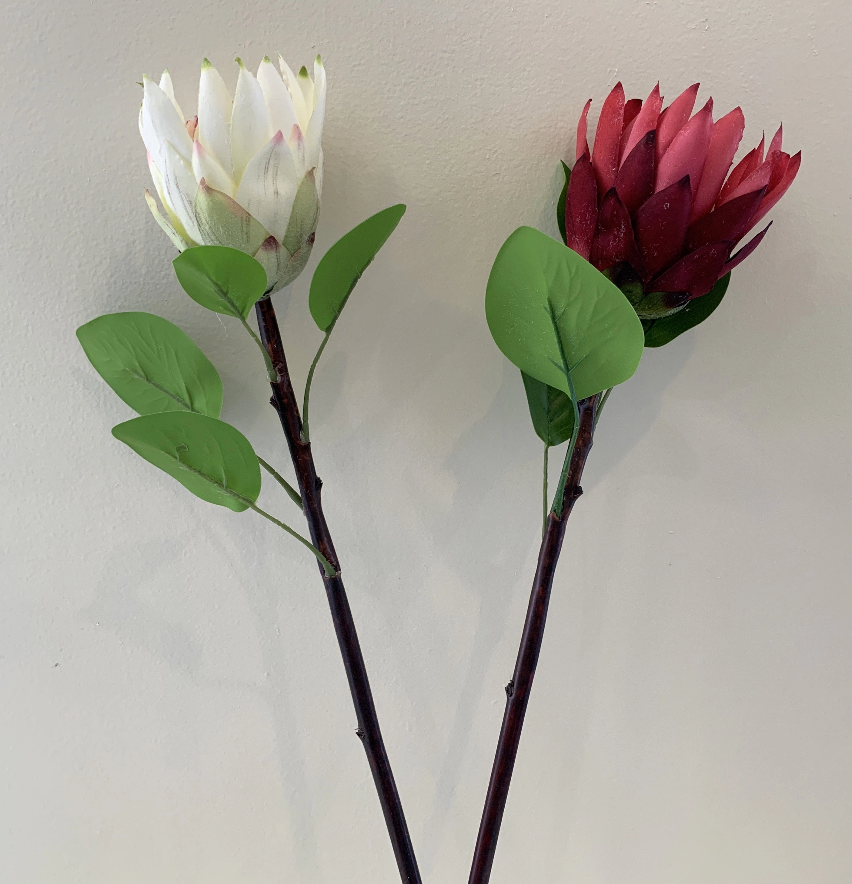 F0302 Protea Stem 65cm Red / White