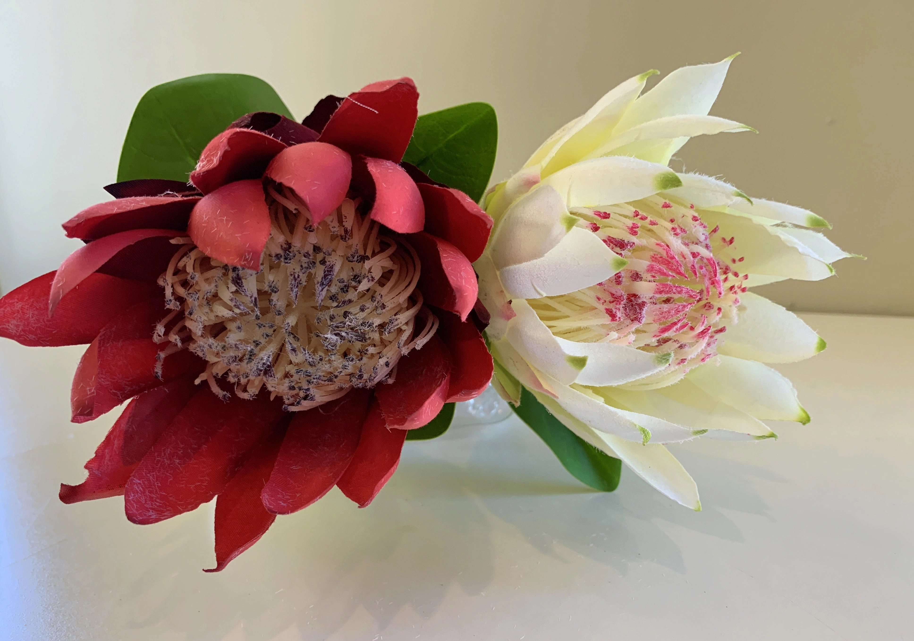 F0302 Protea Stem 65cm Red / White