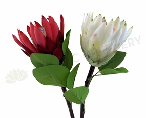 F0302 Protea Stem 65cm Red / White outdoor greenery  