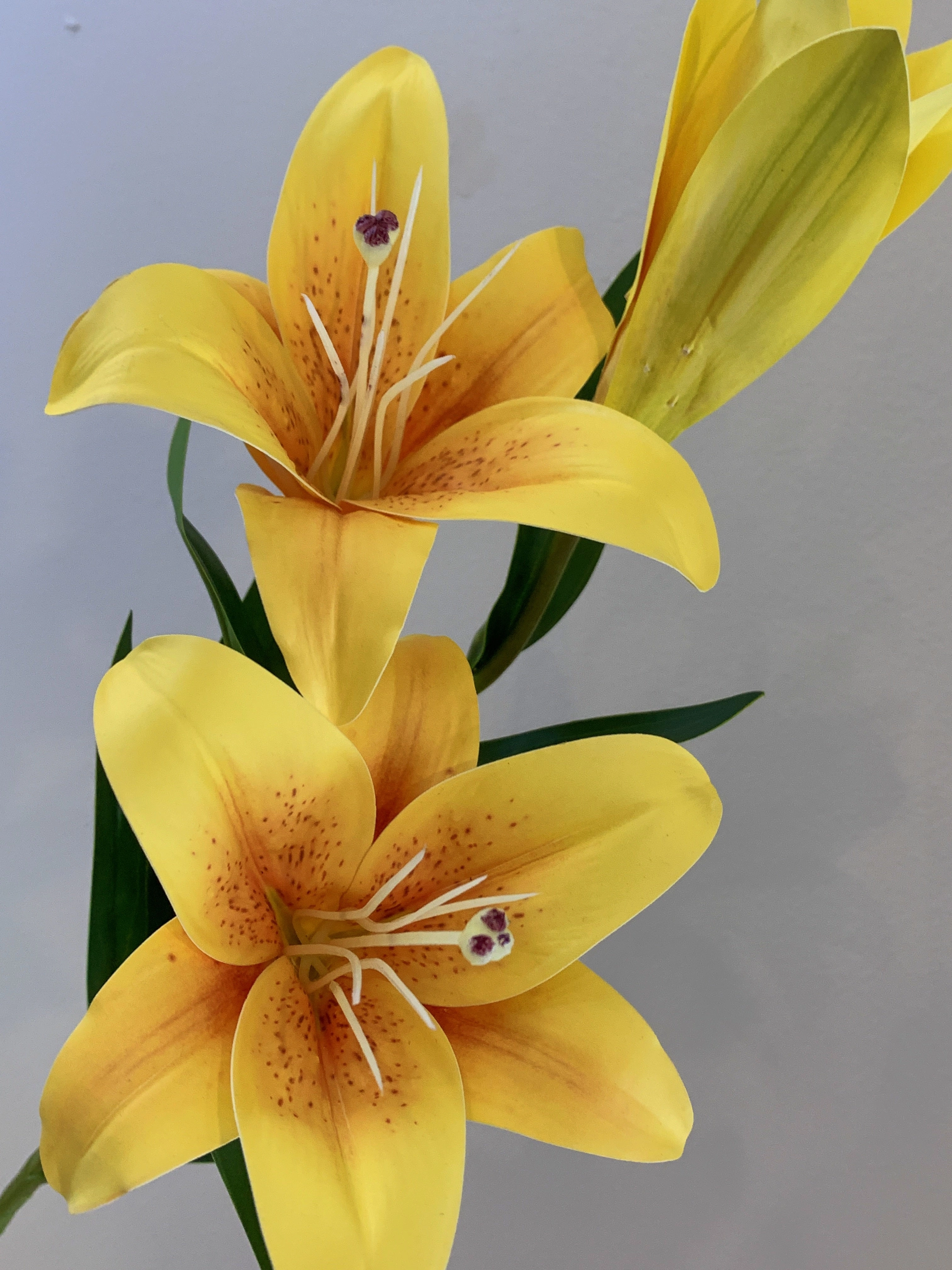 F0303 Tiger Lily Spray ( Latex ) 72cm Yellow