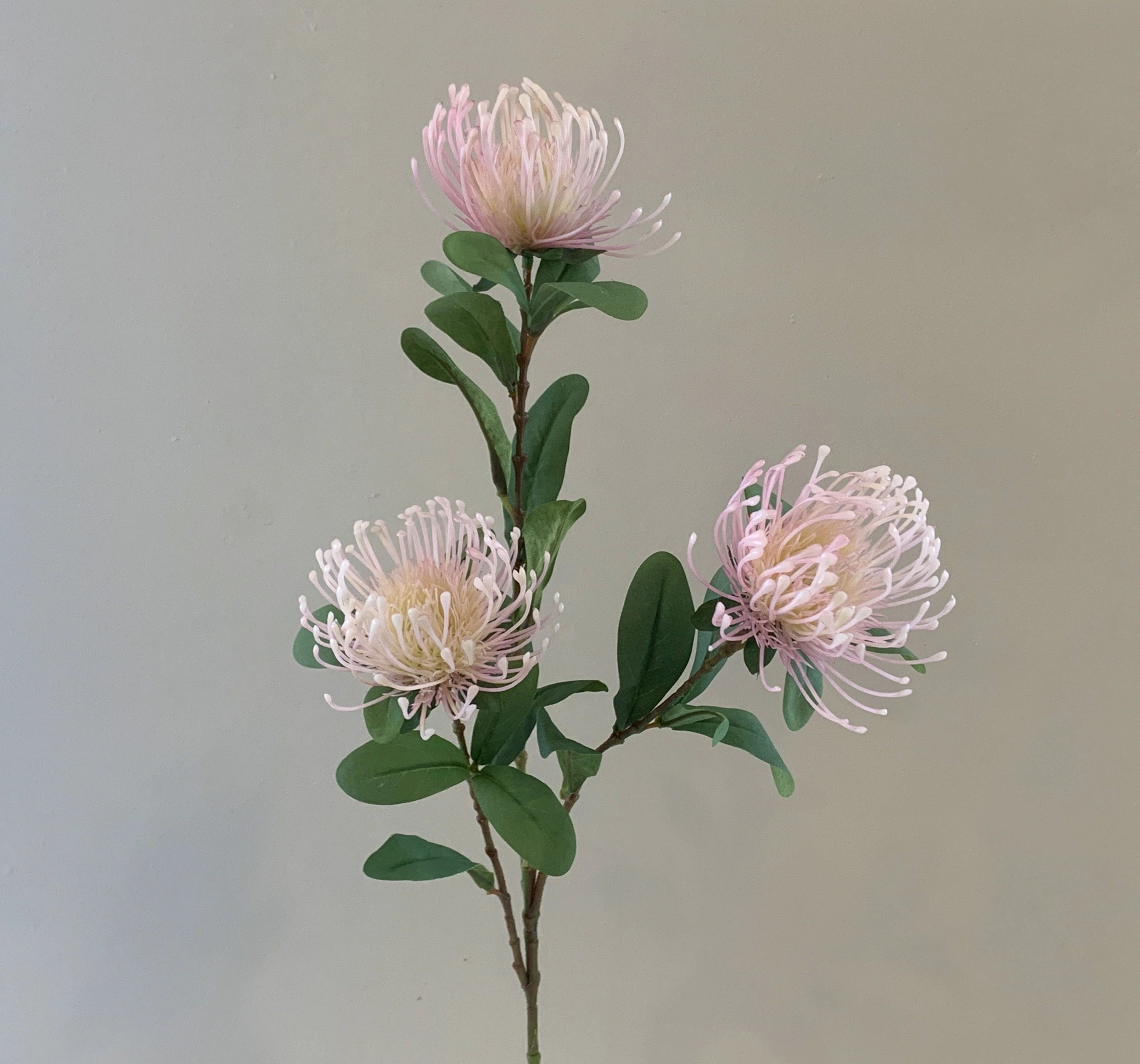 F0308 Protea Pincushion Spray 83cm Light Pink