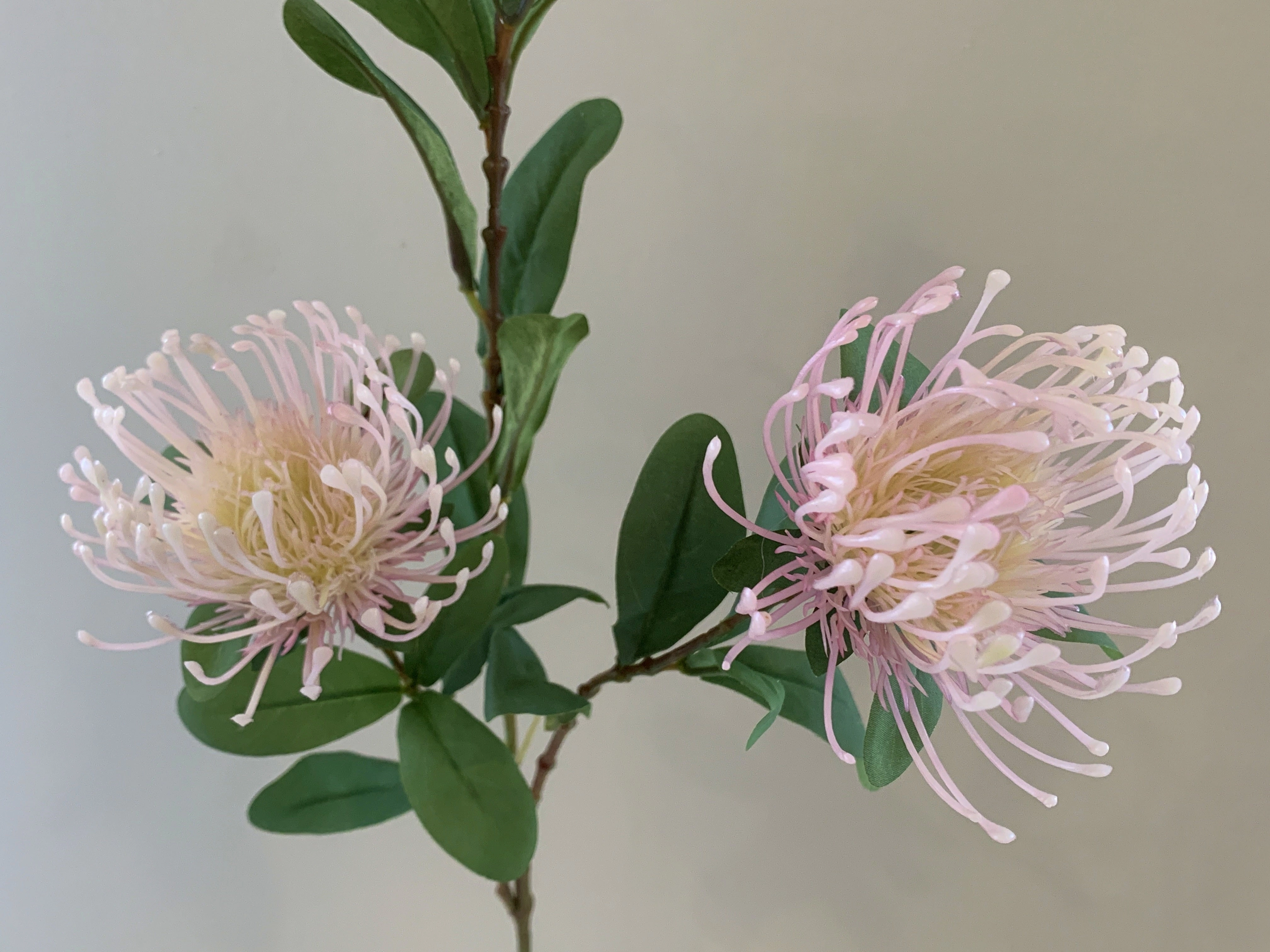 F0308 Protea Pincushion Spray 83cm Light Pink