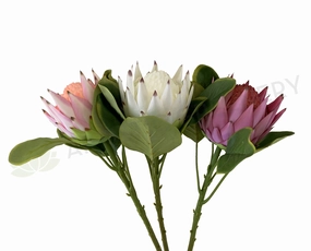 F0320 King Protea Single Stem 65cm 3 Colours outdoor greenery  