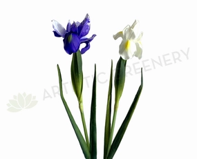 F0326 Dutch Iris Stem 60cm Purple / White (Real Touch Quality) outdoor greenery  