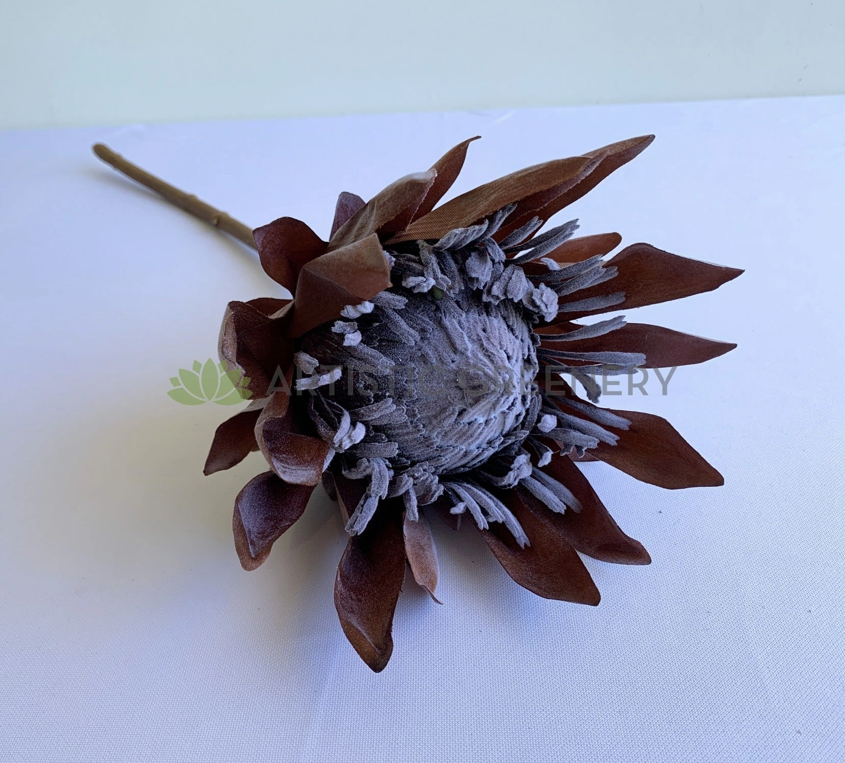 F0333 King Protea (Dried Style) 2 Sizes Cream / Brown