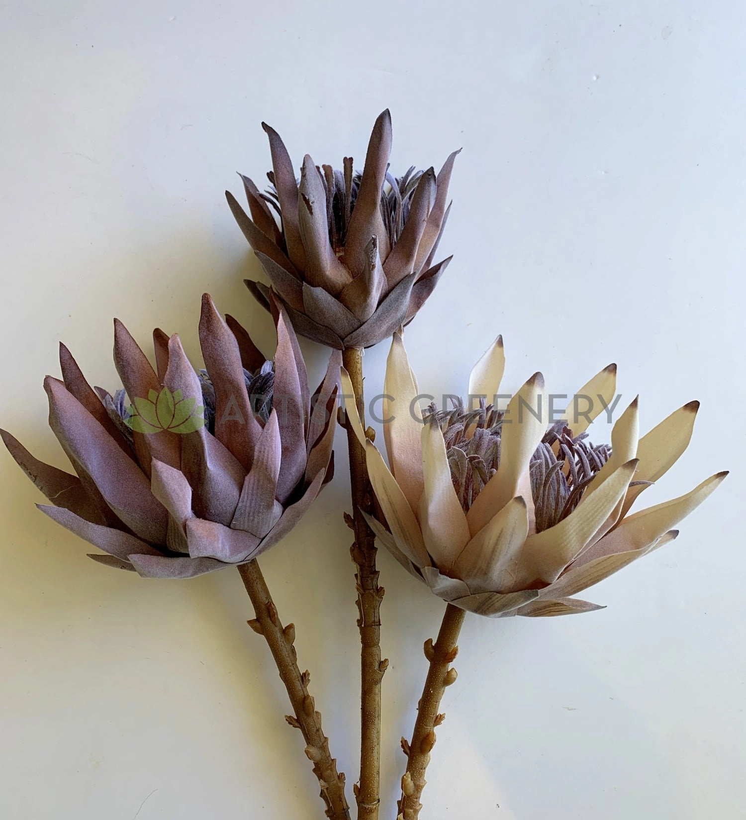 F0333 King Protea (Dried Style) 2 Sizes Cream / Brown