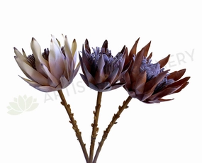 F0333 King Protea (Dried Style) 2 Sizes Cream / Brown outdoor greenery  