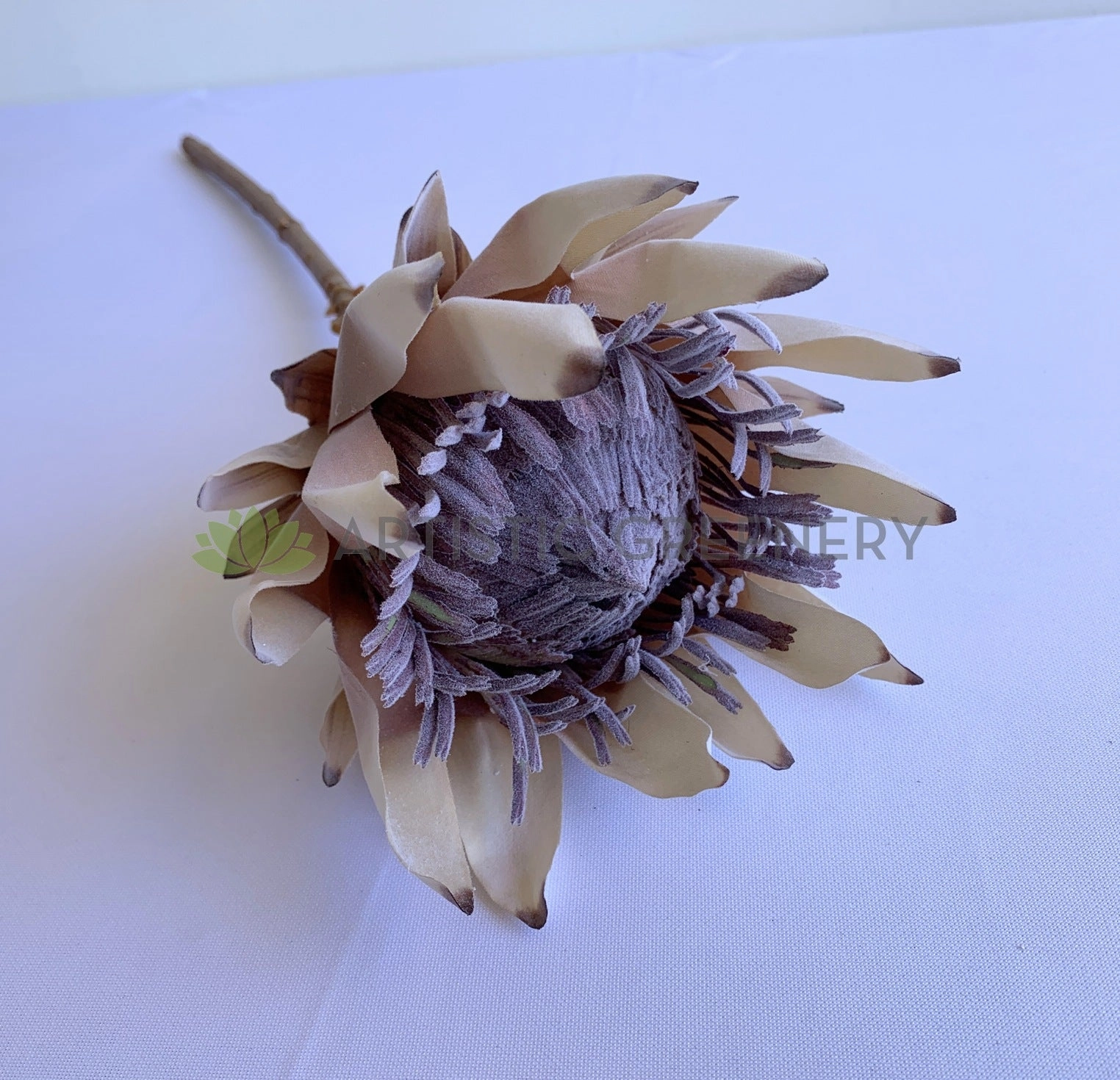 F0333 King Protea (Dried Style) 2 Sizes Cream / Brown