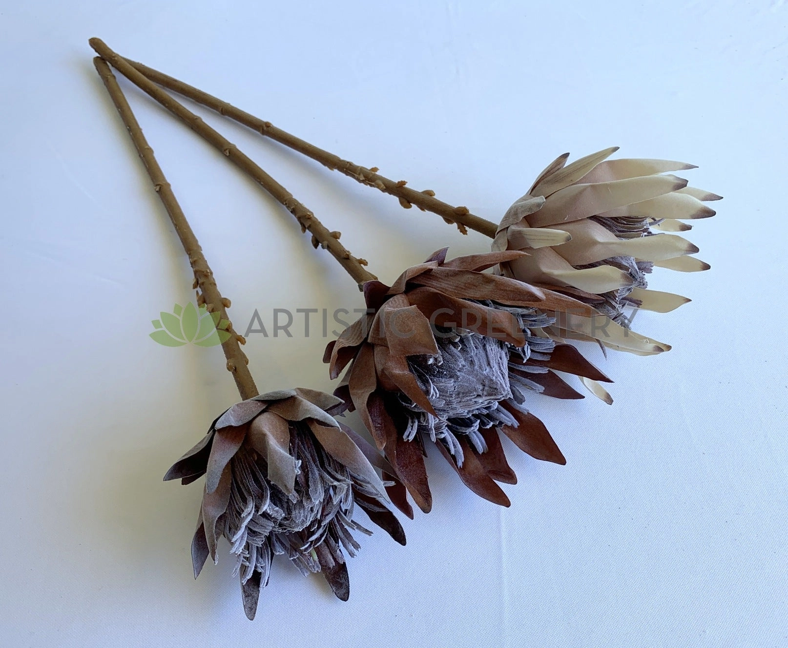 F0333 King Protea (Dried Style) 2 Sizes Cream / Brown