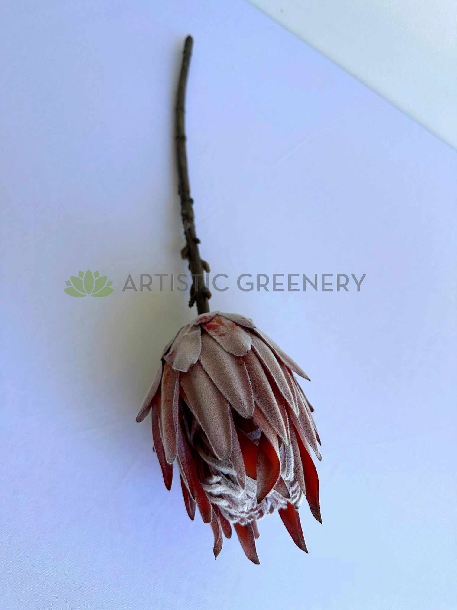 F0333L-N King Protea (Dried Style) 54cm Brown