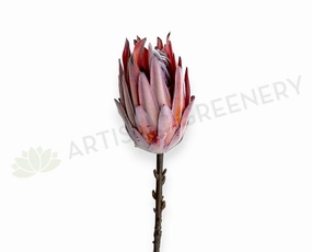F0333L-N King Protea (Dried Style) 54cm Brown outdoor greenery  