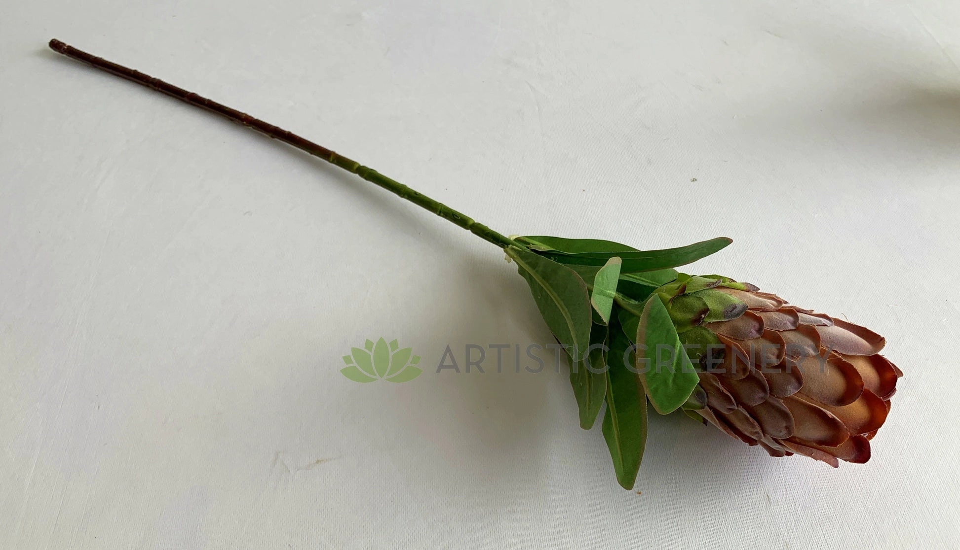F0349 Protea Neriifolia Single Stem 74cm Light Brown