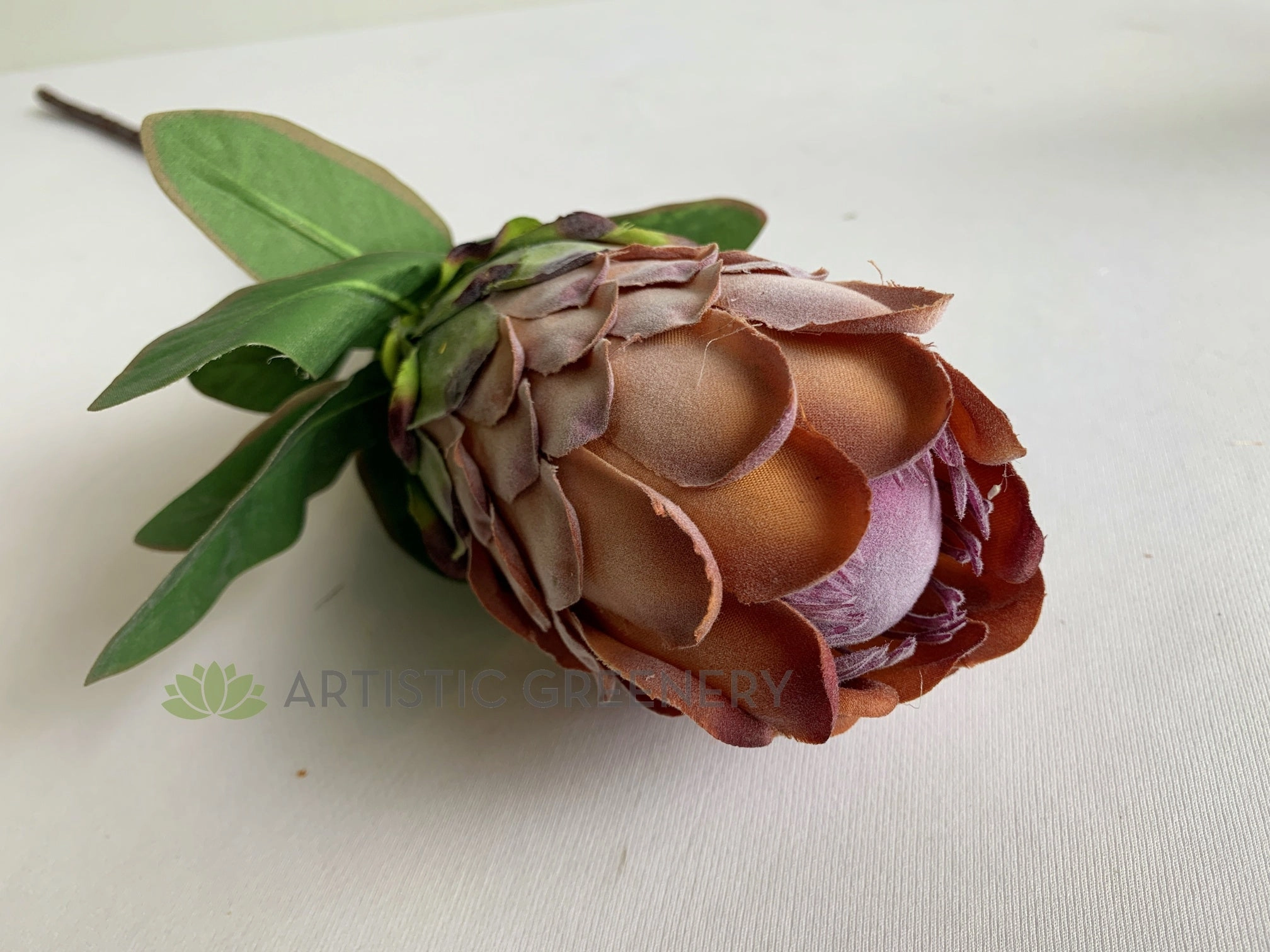 F0349 Protea Neriifolia Single Stem 74cm Light Brown